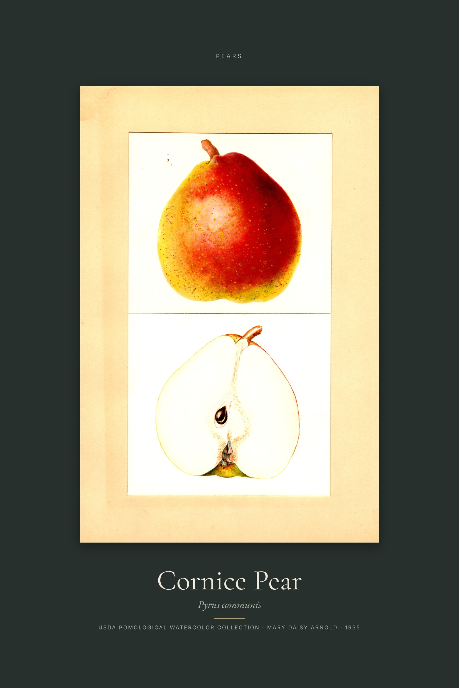Cornice Pear — Specimen
