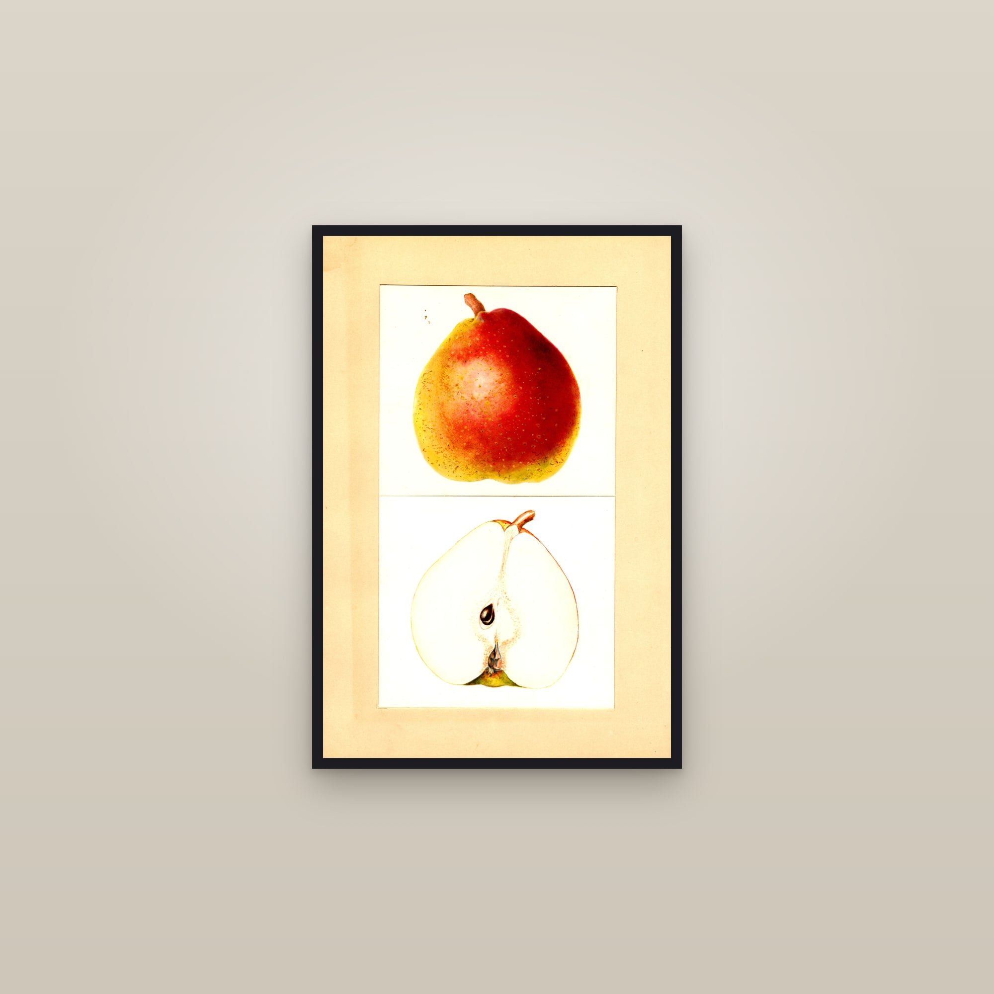 Cornice Pear — framed in a gallery setting