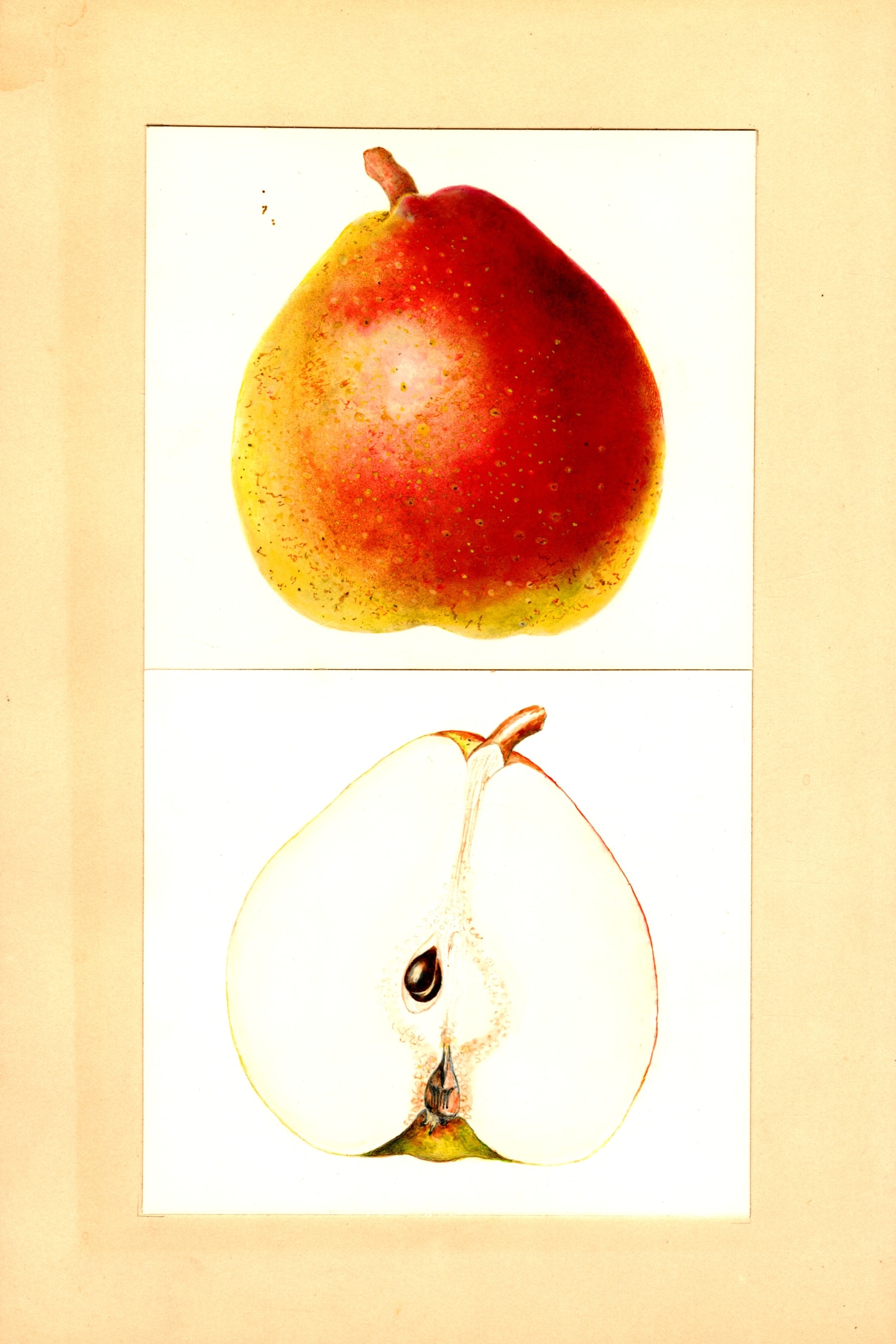Cornice Pear