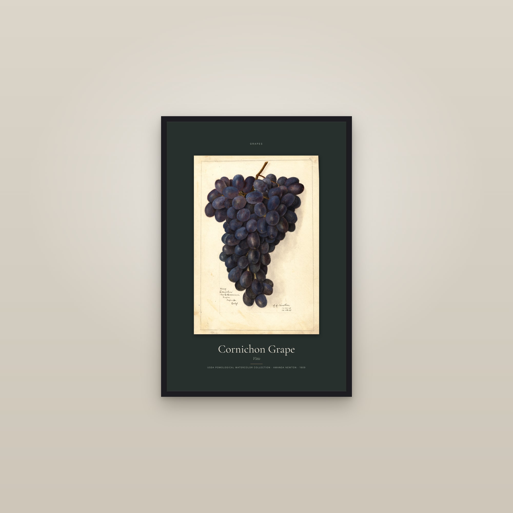 Cornichon Grape — Specimen — framed in a gallery setting