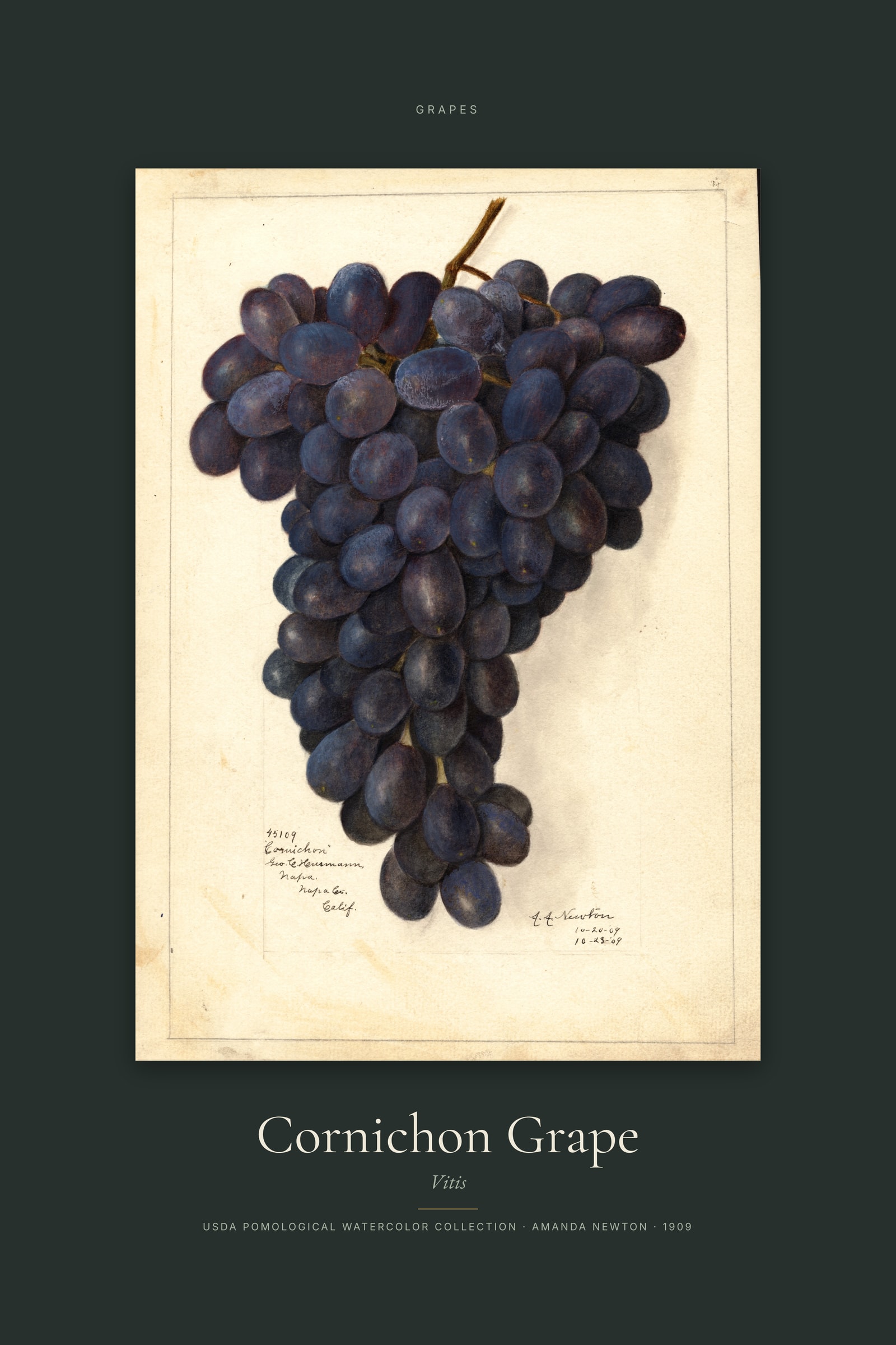 Cornichon Grape — Specimen