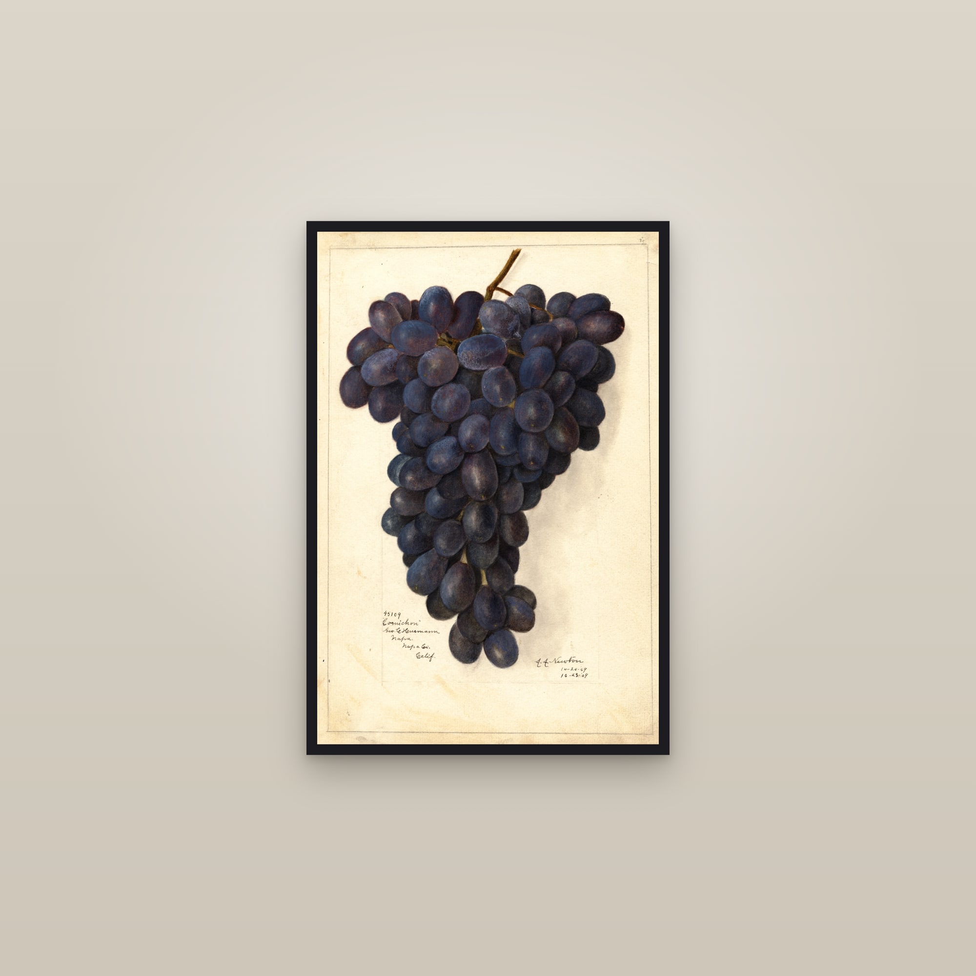 Cornichon Grape — framed in a gallery setting