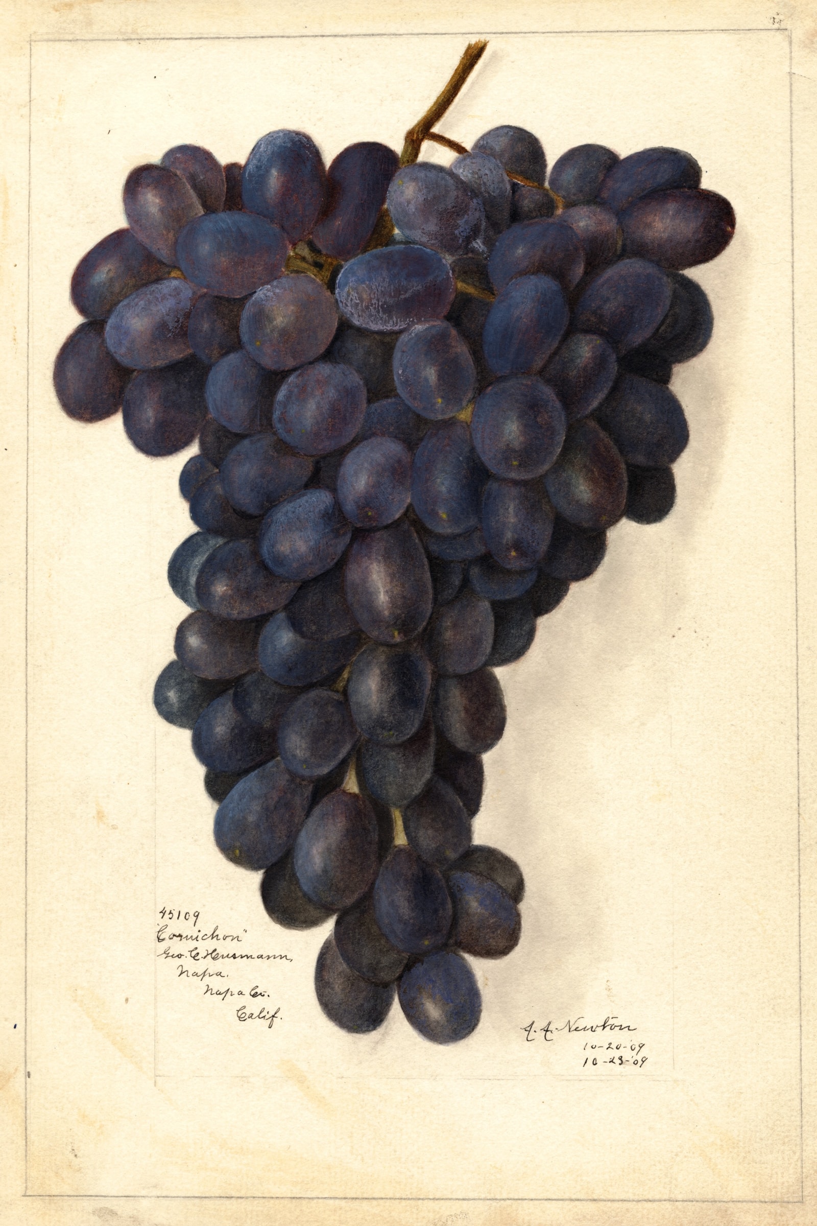Cornichon Grape