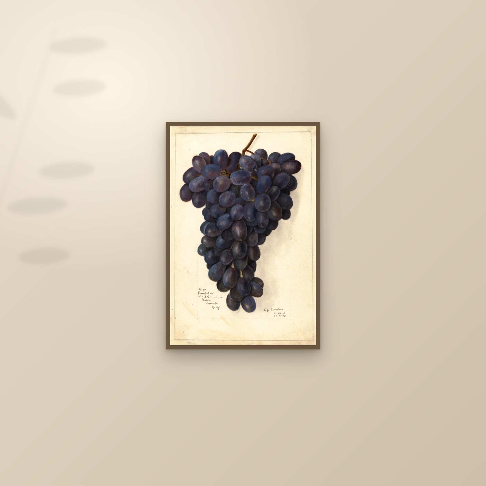 Cornichon Grape — framed and styled on a sunlit wall