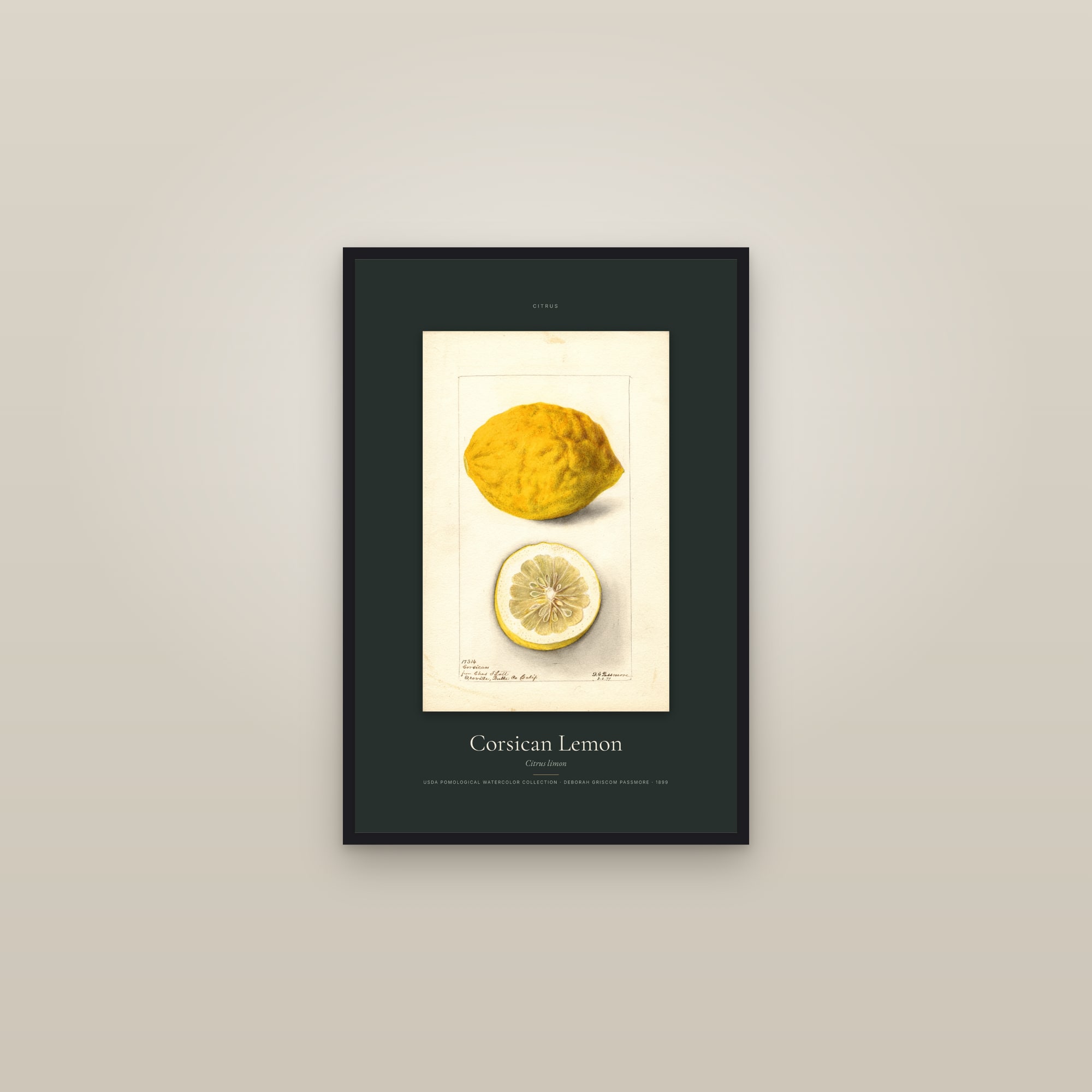 Corsican Lemon — Specimen — framed in a gallery setting