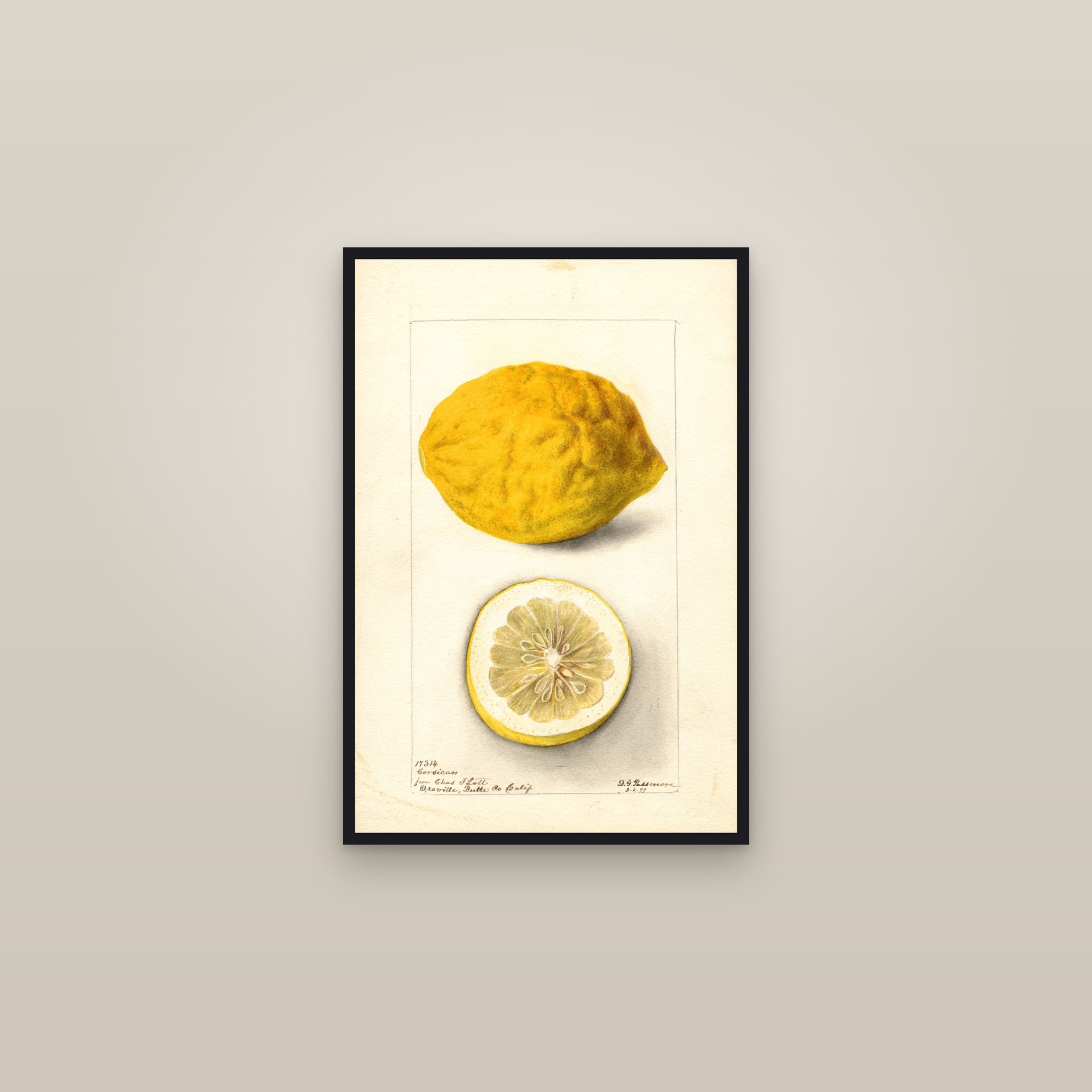 Corsican Lemon — framed in a gallery setting