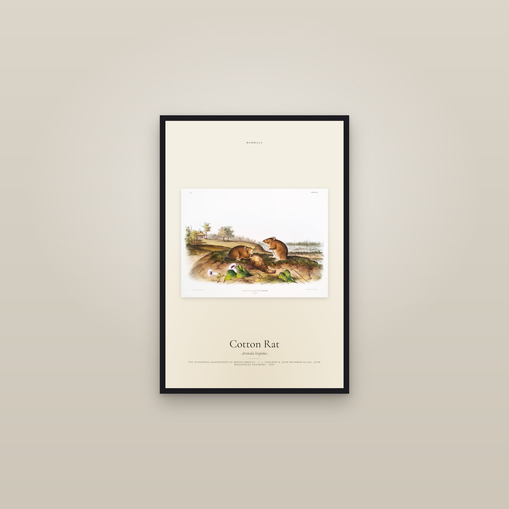Cotton Rat — framed in a gallery setting