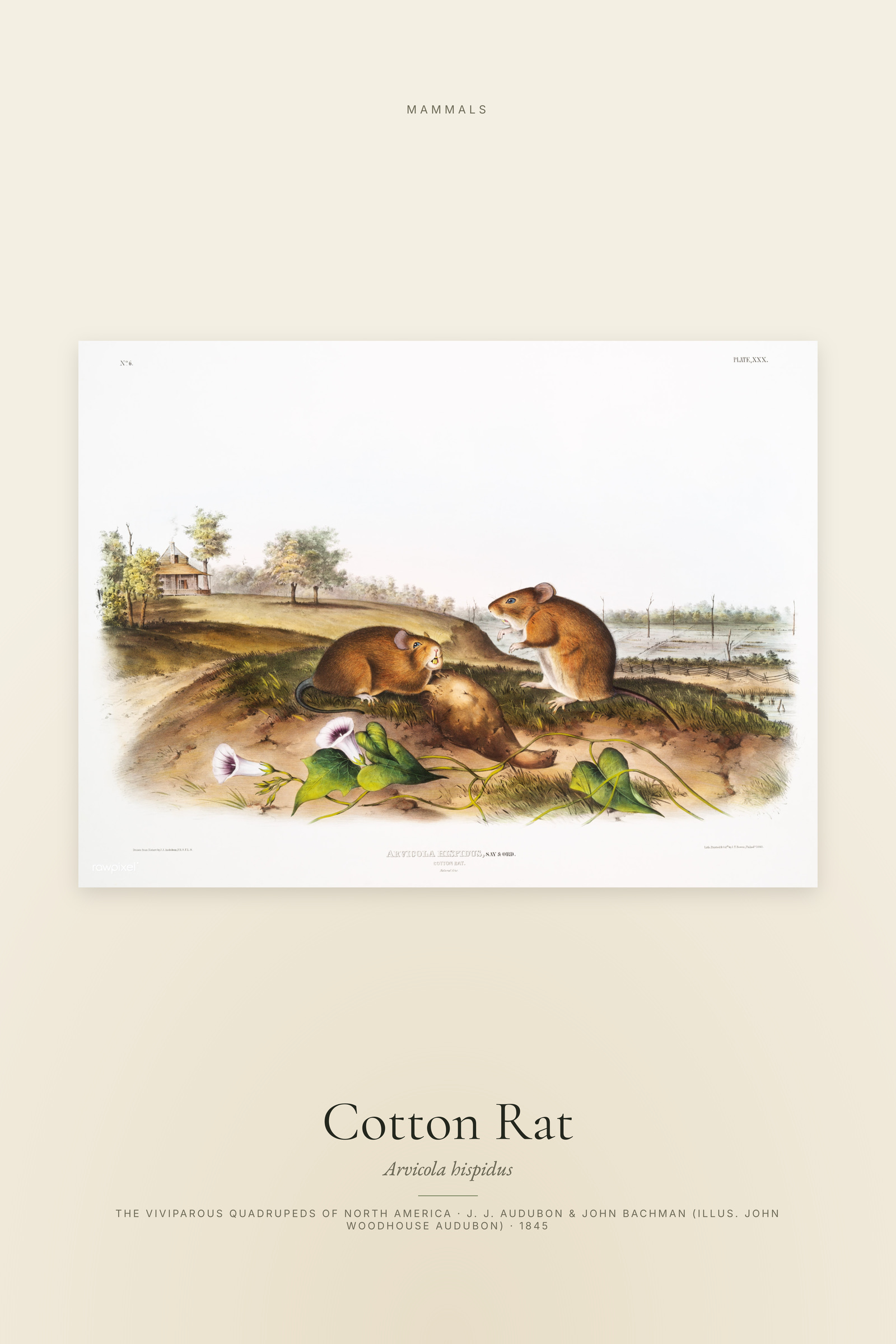 Cotton Rat