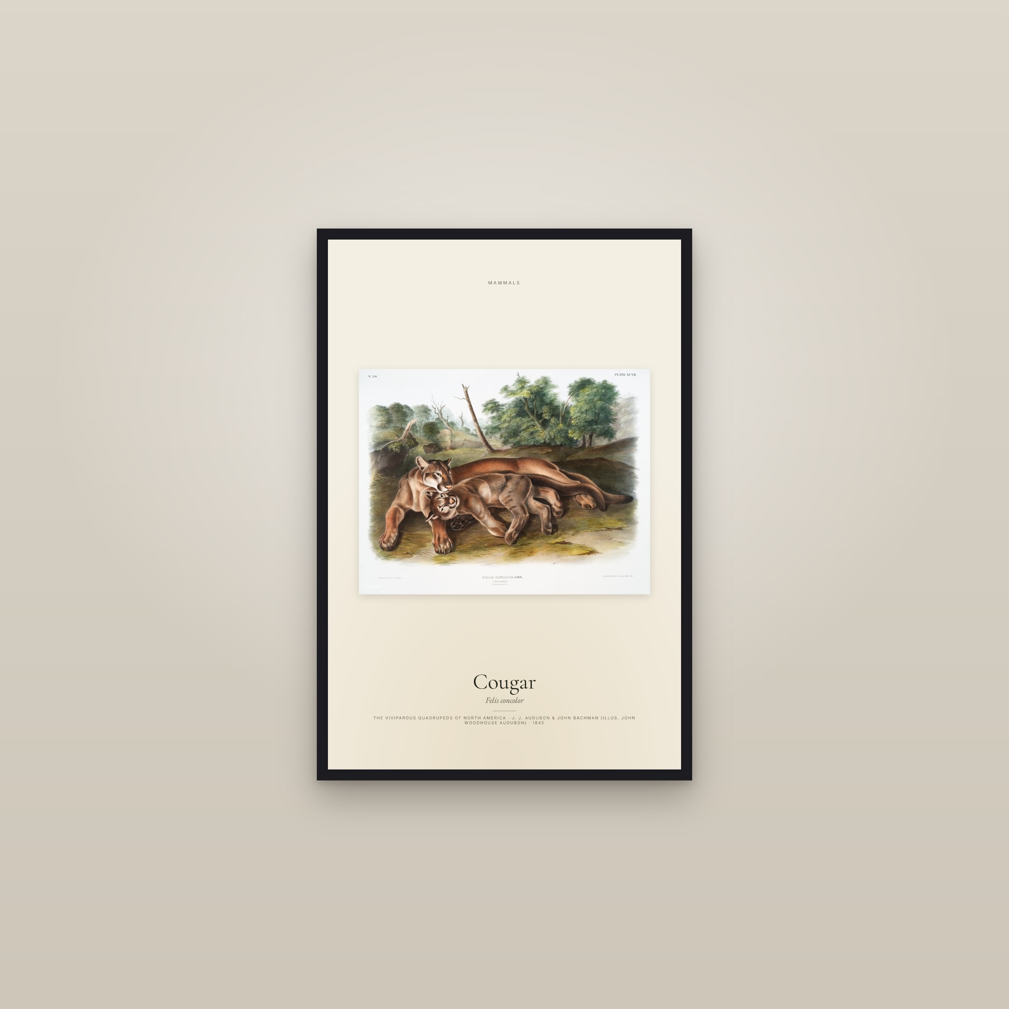 Cougar — framed in a gallery setting