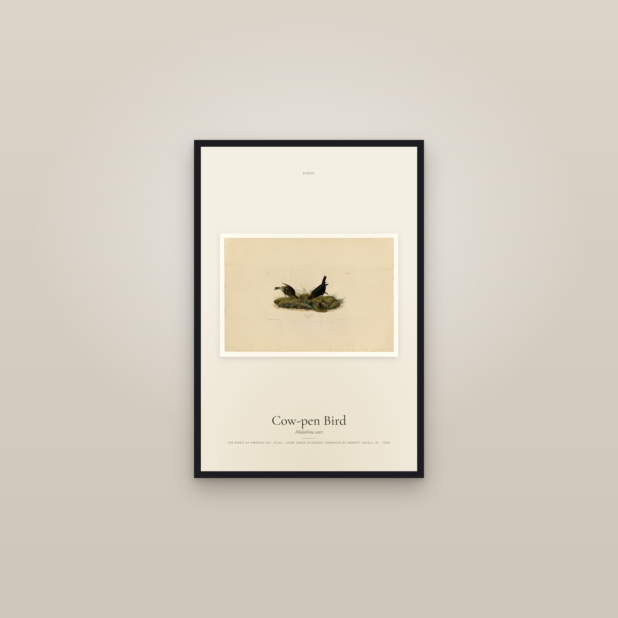 Cow-pen Bird — framed in a gallery setting