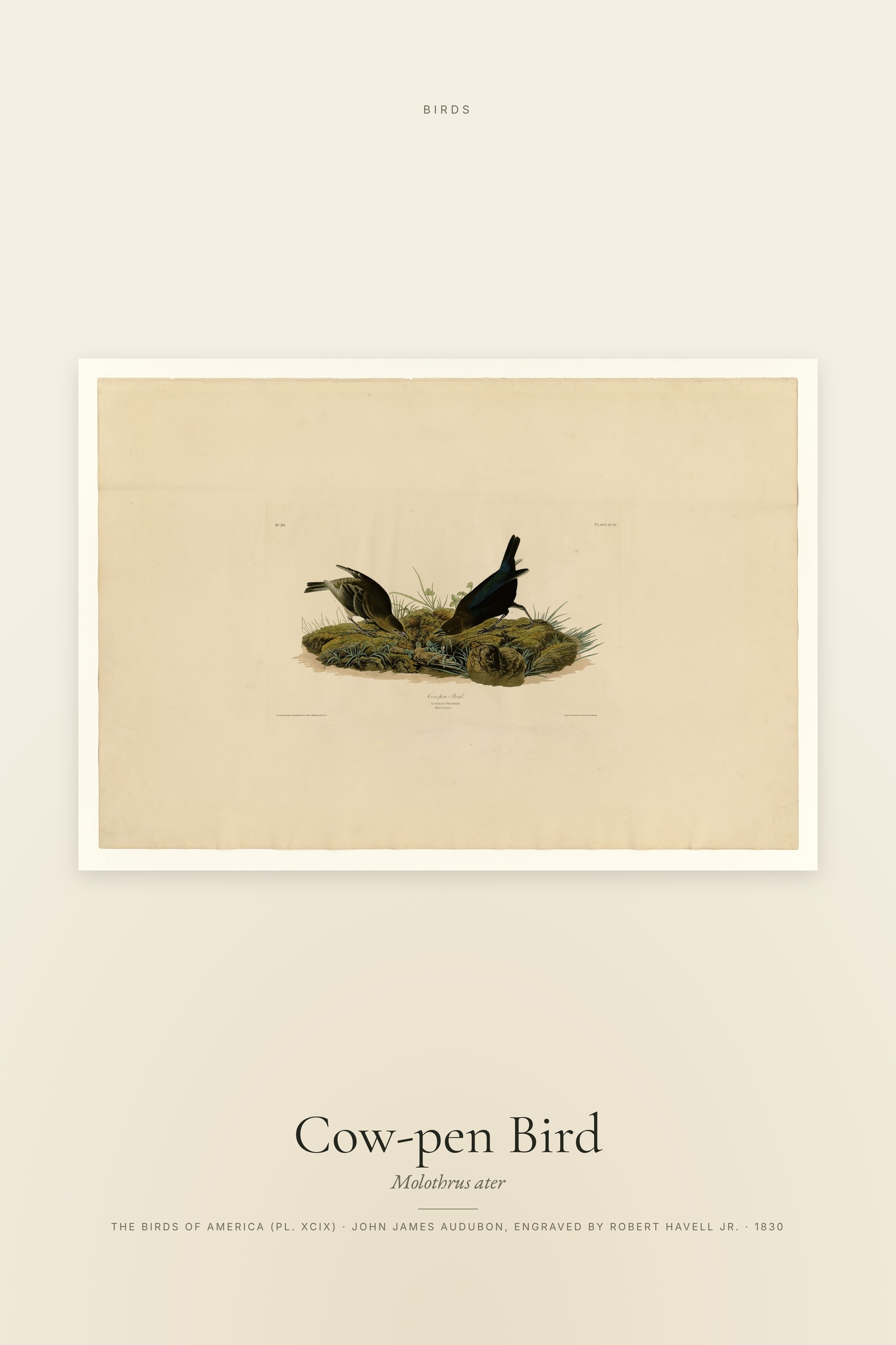 Cow-pen Bird