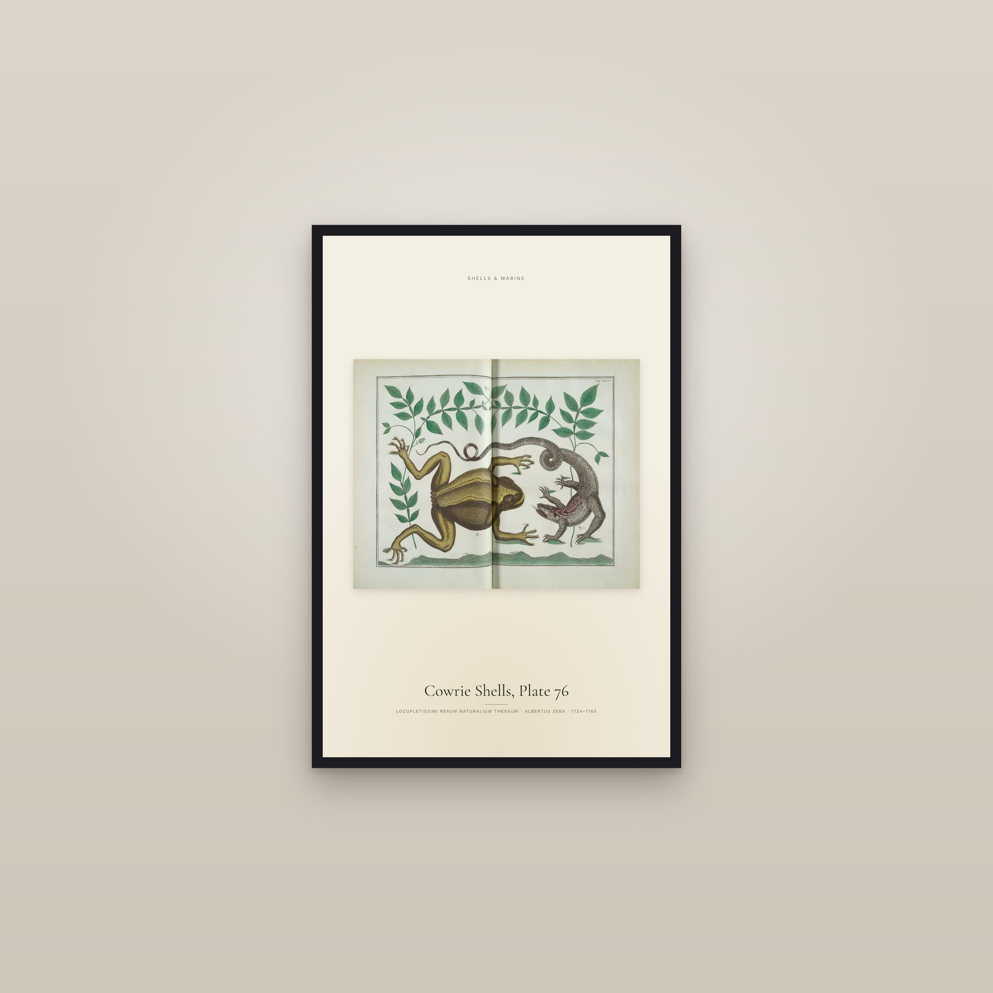 Cowrie Shells, Plate 76 — framed in a gallery setting