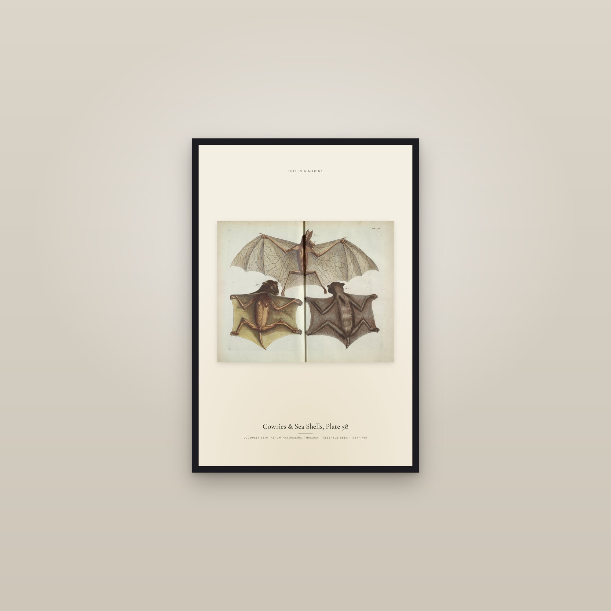 Cowries & Sea Shells, Plate 58 — framed in a gallery setting
