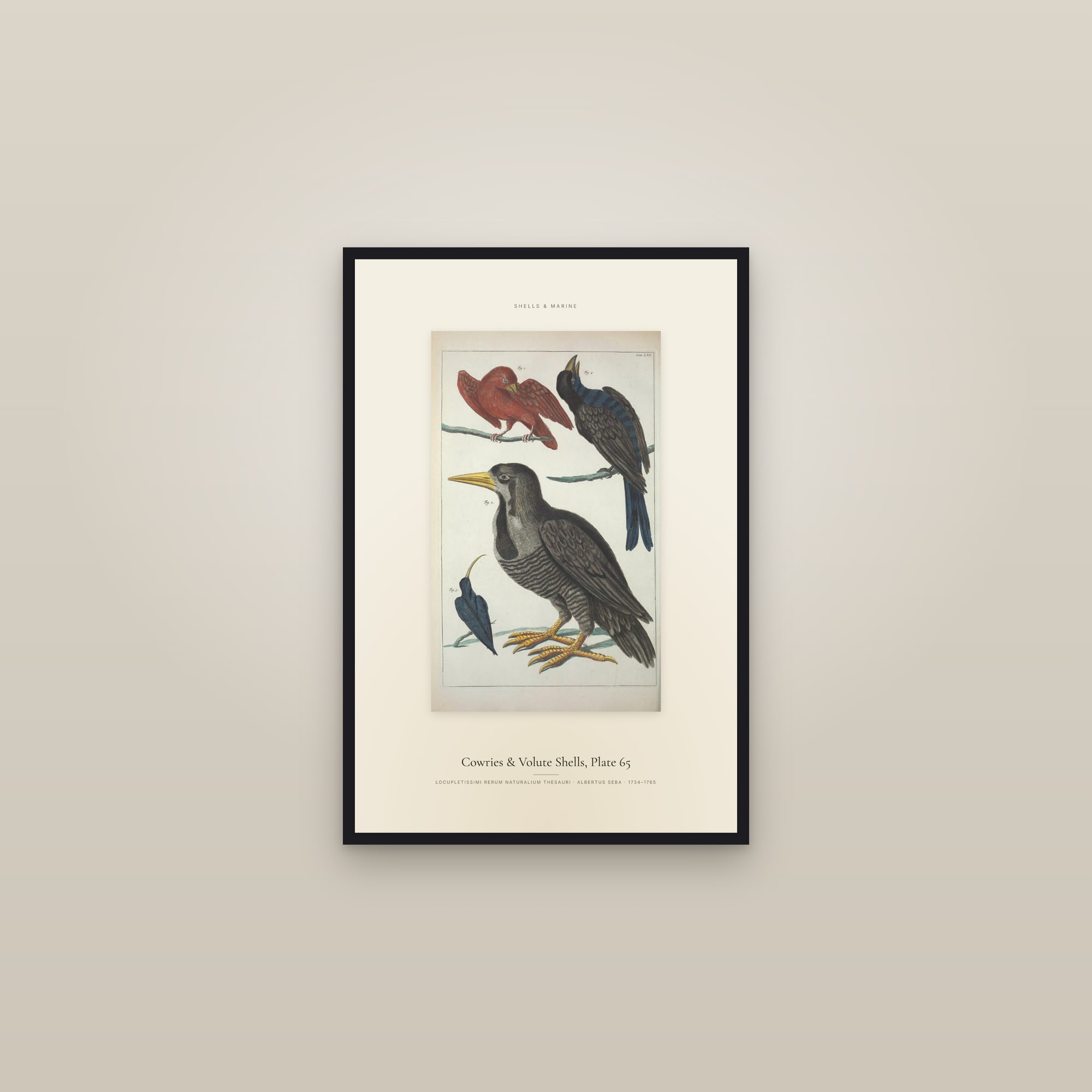 Cowries & Volute Shells, Plate 65 — Specimen — framed in a gallery setting