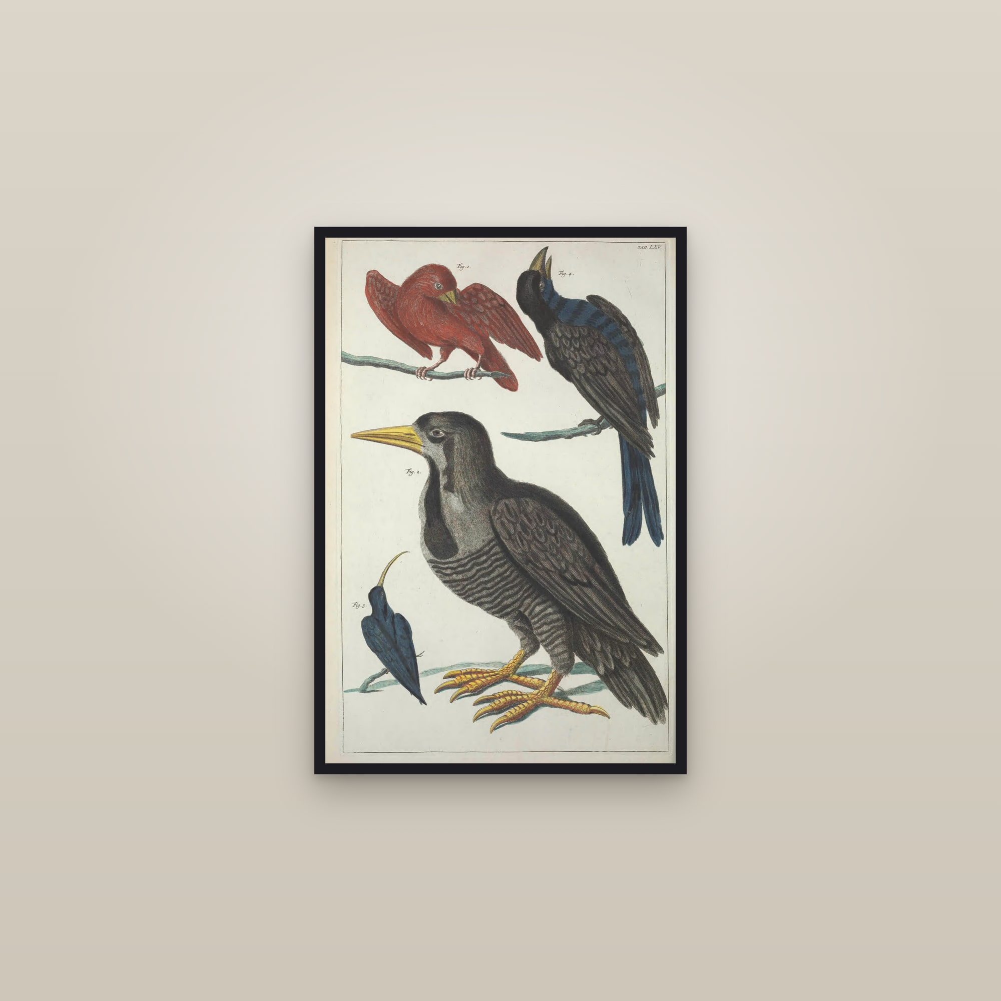 Cowries & Volute Shells, Plate 65 — framed in a gallery setting