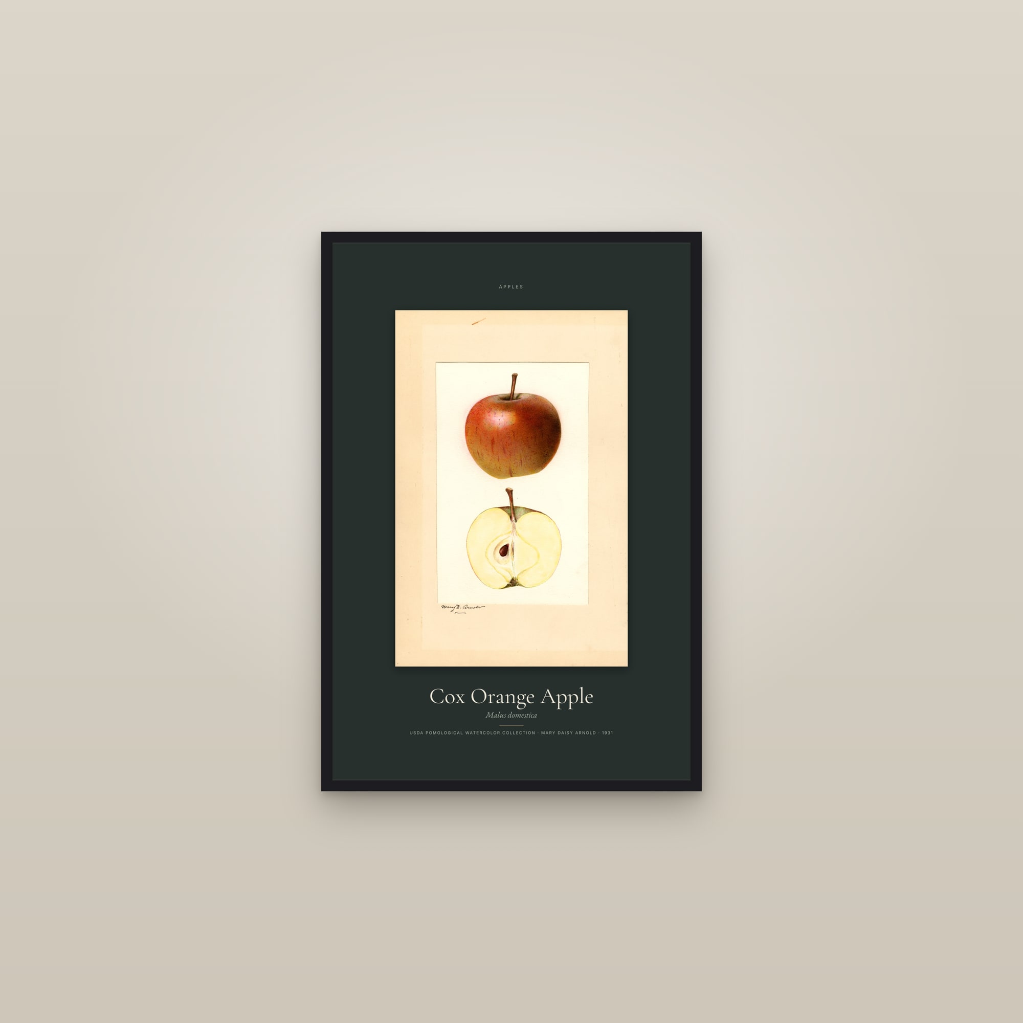 Cox Orange Apple — Specimen — framed in a gallery setting