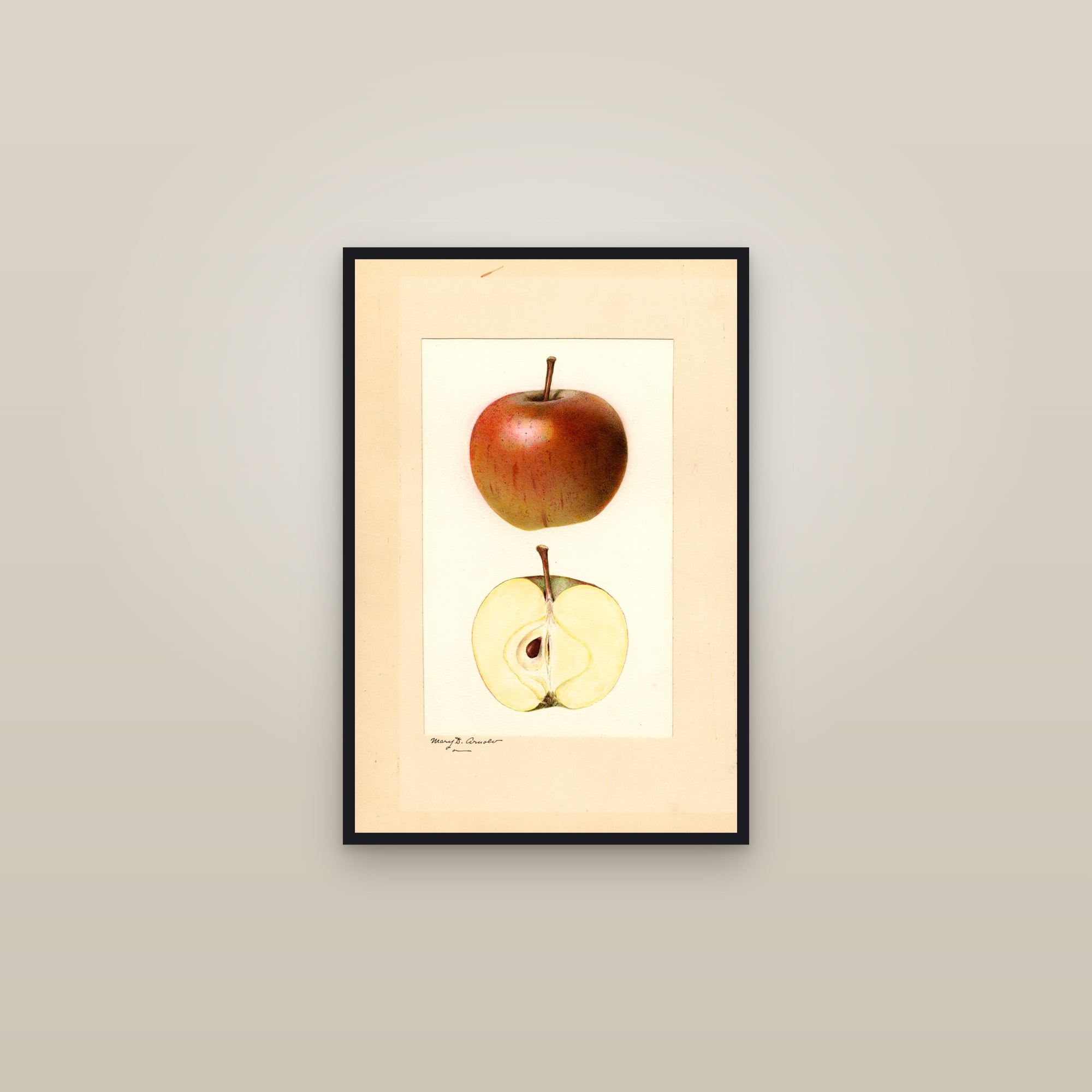 Cox Orange Apple — framed in a gallery setting
