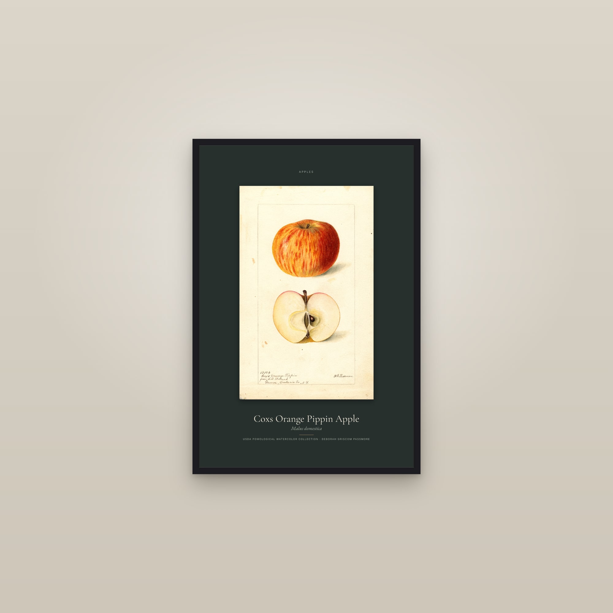 Coxs Orange Pippin Apple — Specimen — framed in a gallery setting