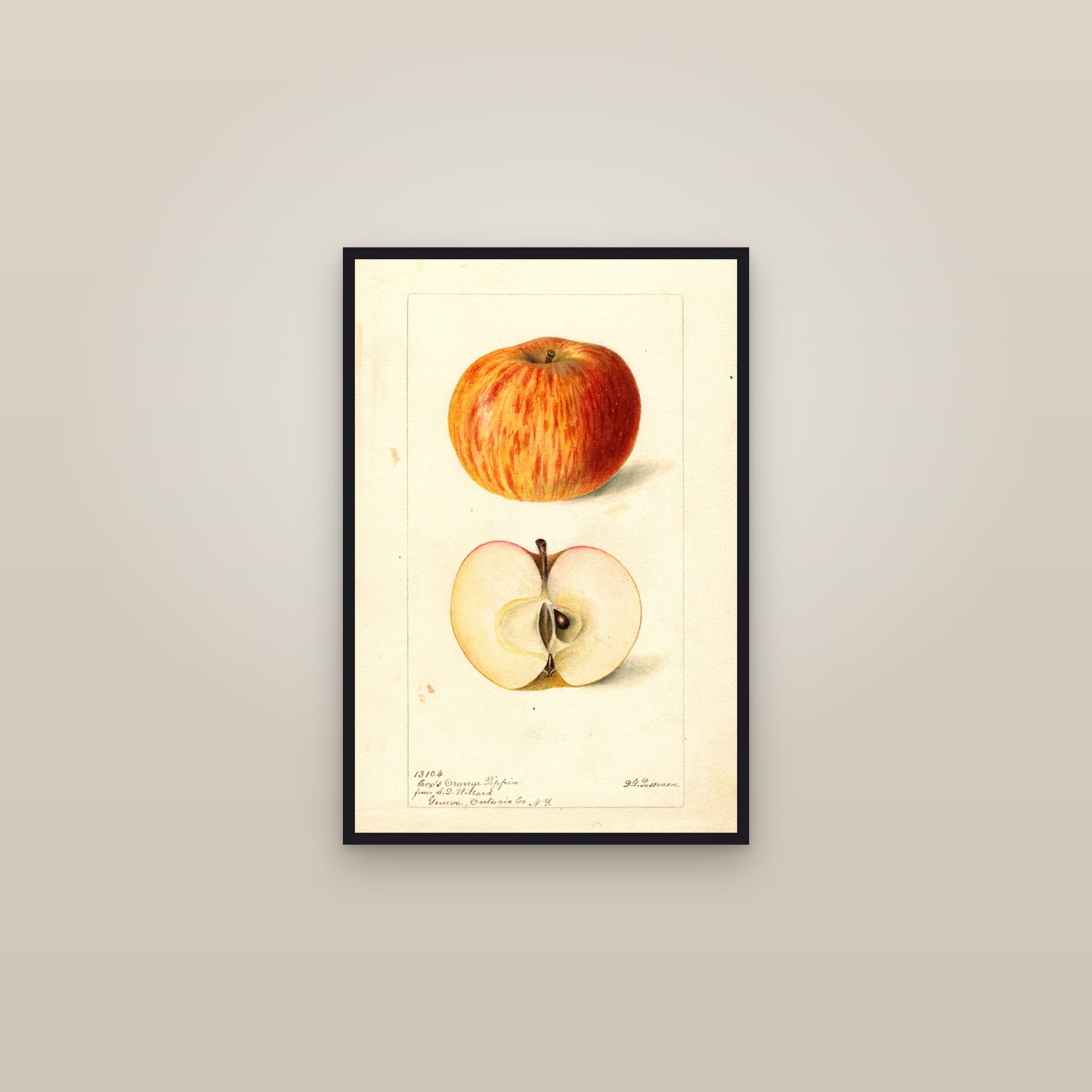 Coxs Orange Pippin Apple — framed in a gallery setting