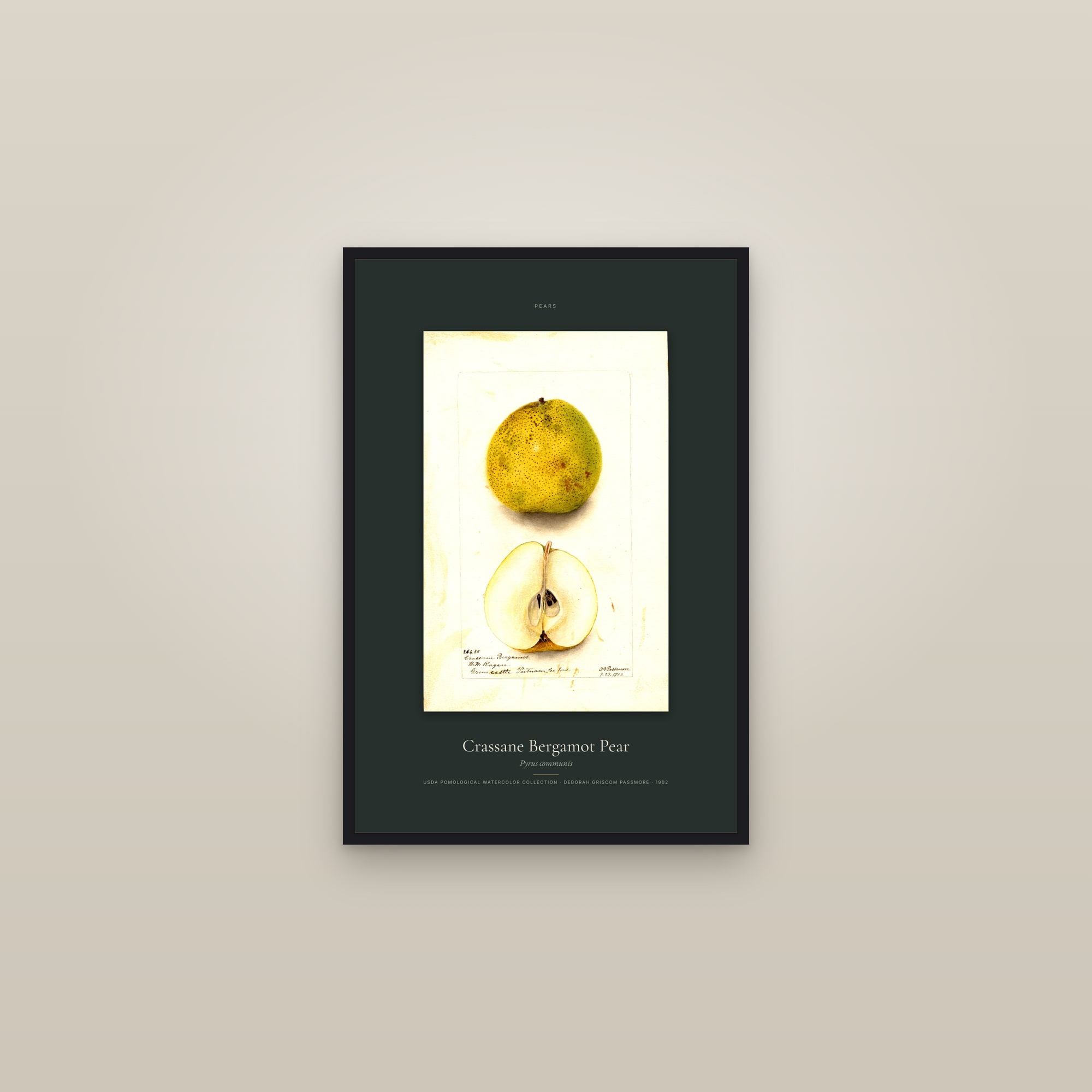 Crassane Bergamot Pear — Specimen — framed in a gallery setting