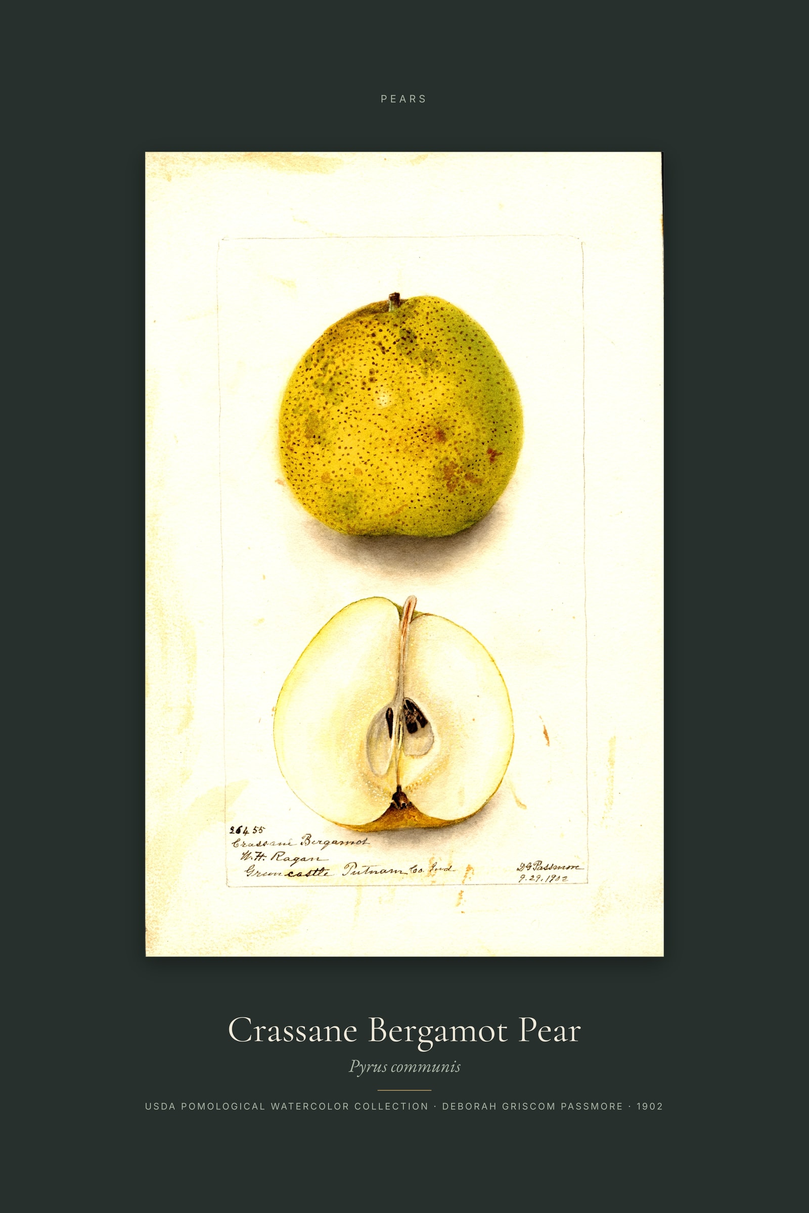 Crassane Bergamot Pear — Specimen