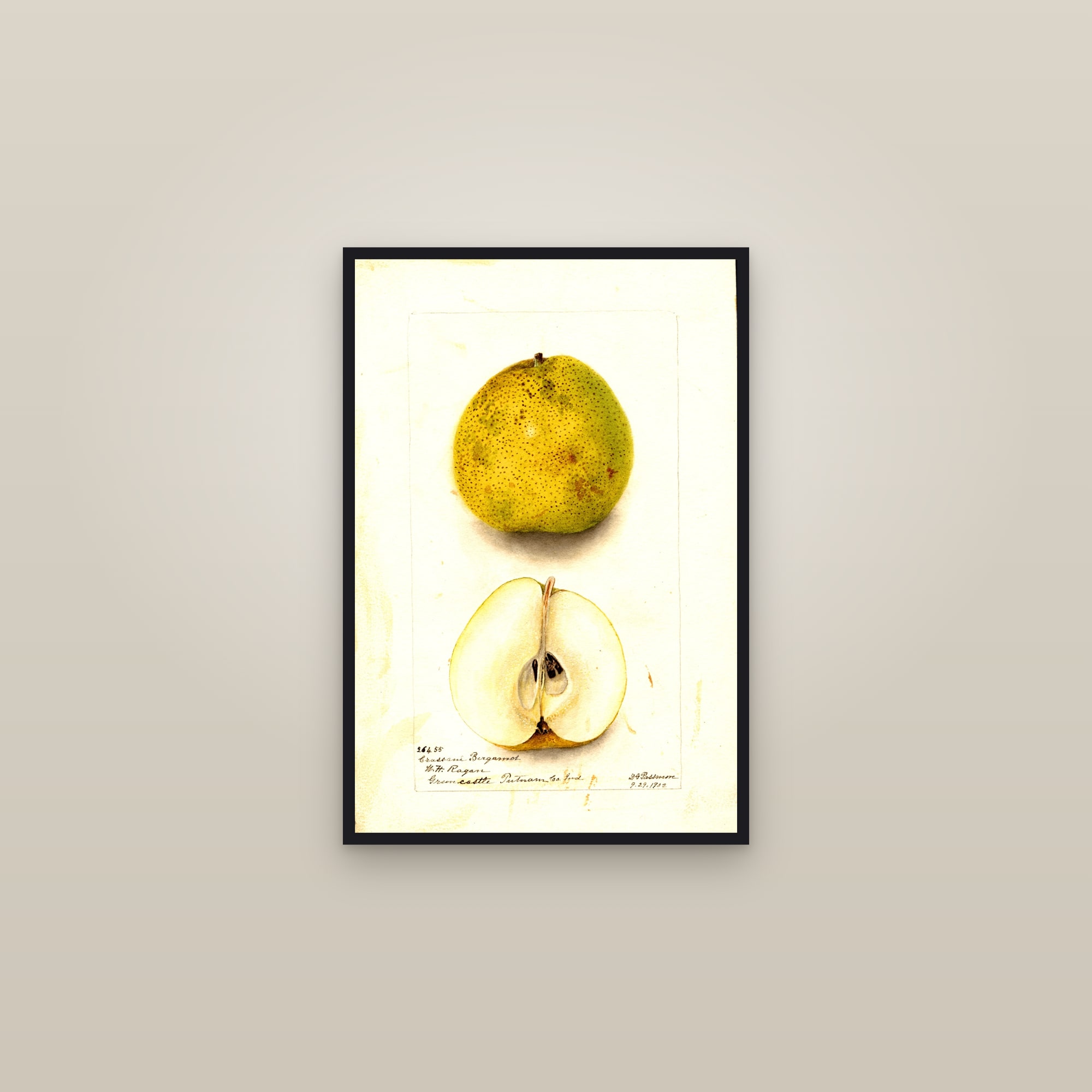 Crassane Bergamot Pear — framed in a gallery setting
