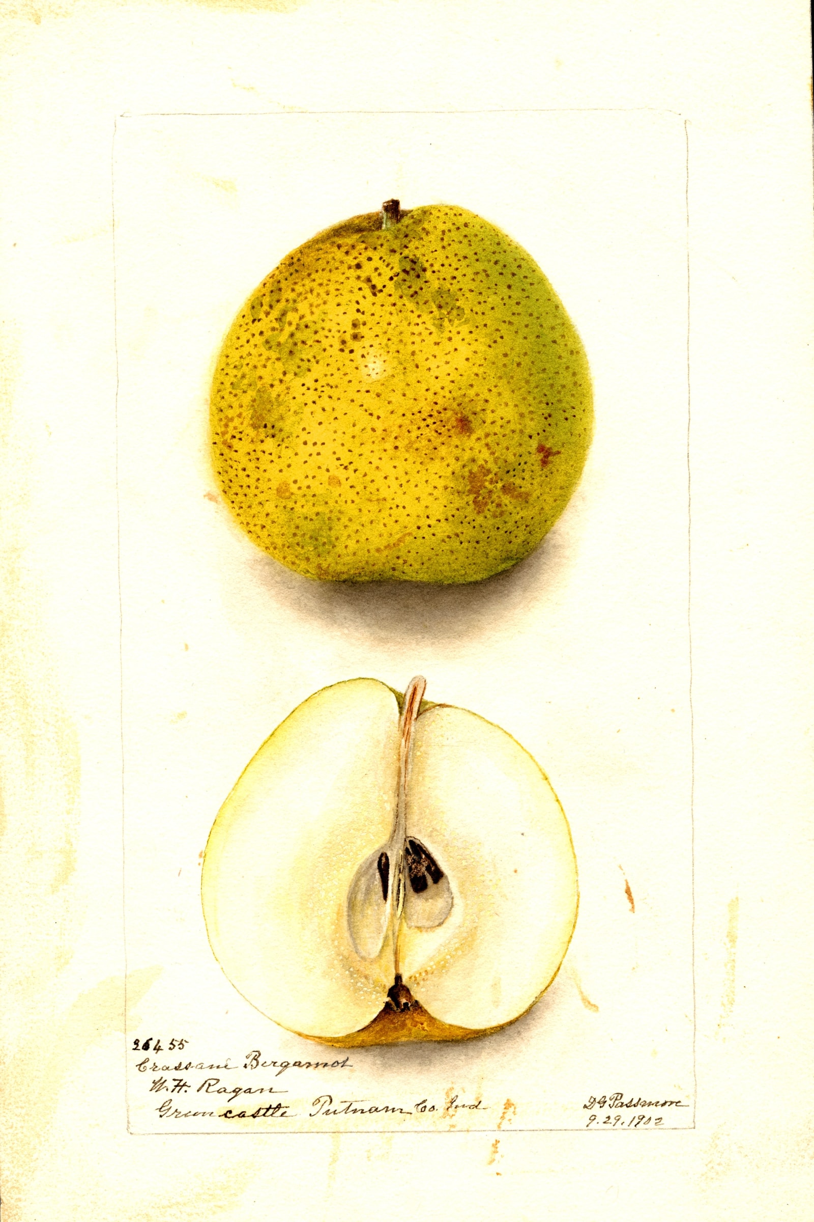 Crassane Bergamot Pear