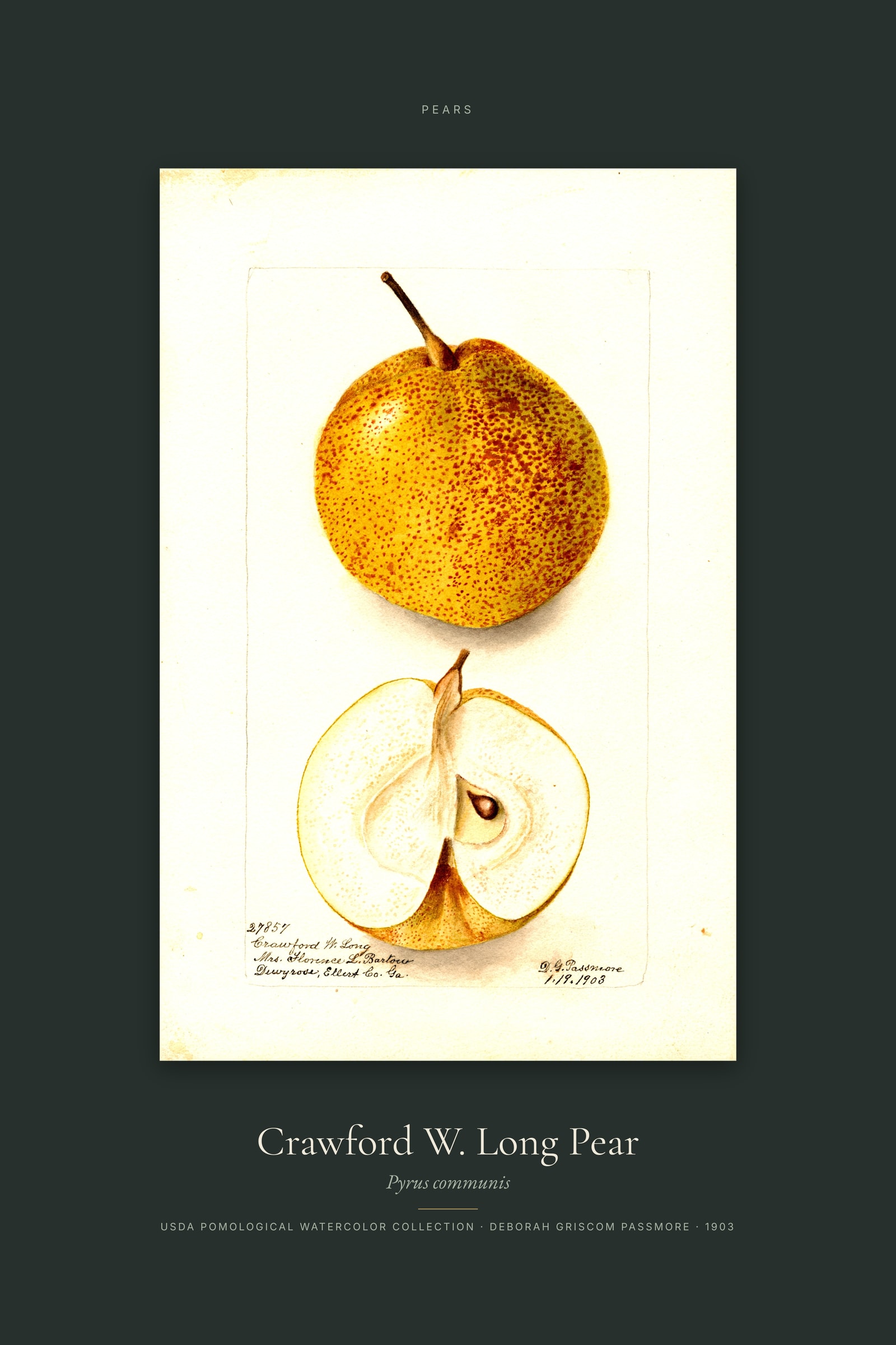 Crawford W. Long Pear — Specimen