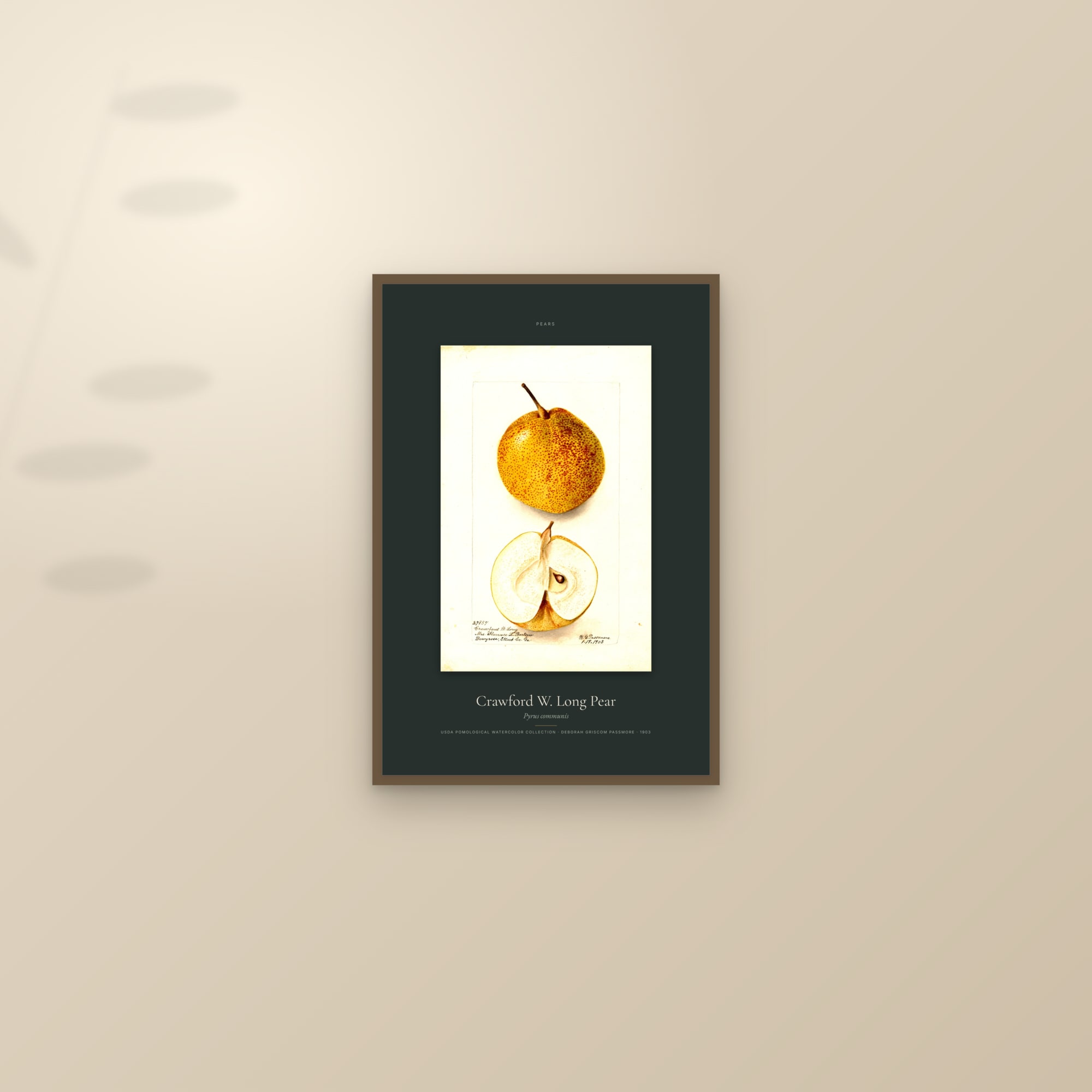 Crawford W. Long Pear — Specimen — framed and styled on a sunlit wall