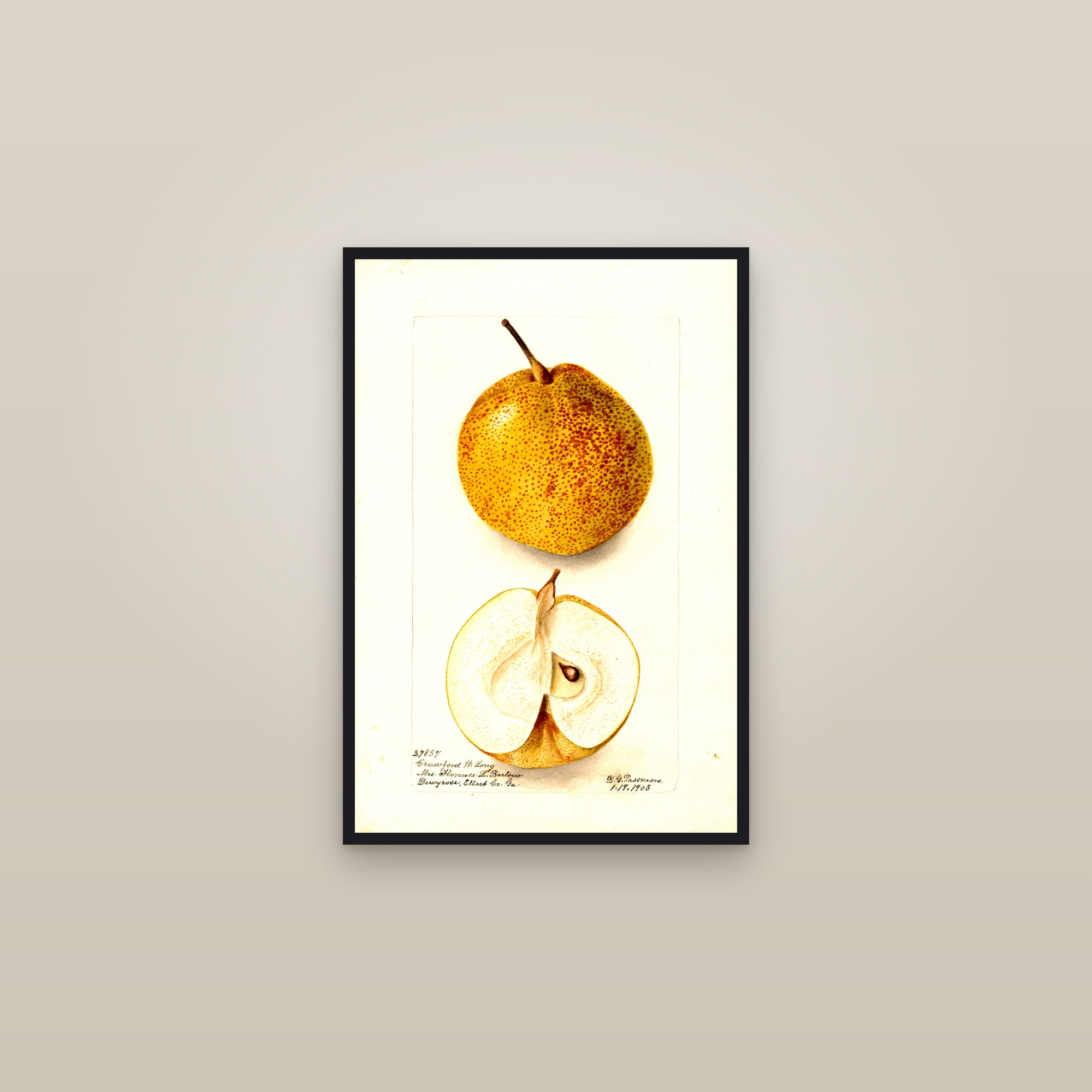 Crawford W. Long Pear — framed in a gallery setting