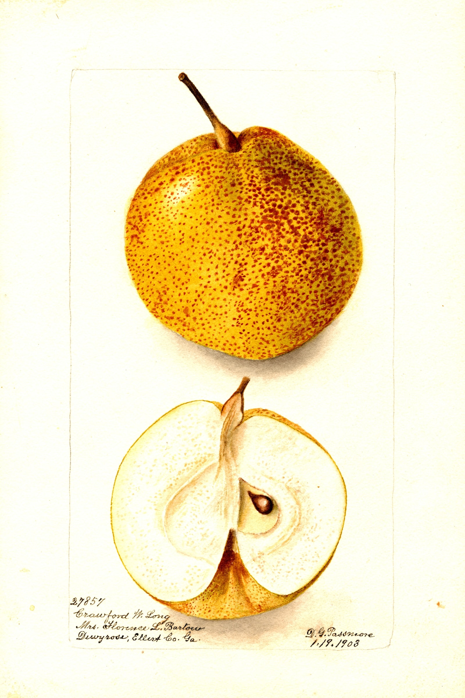 Crawford W. Long Pear