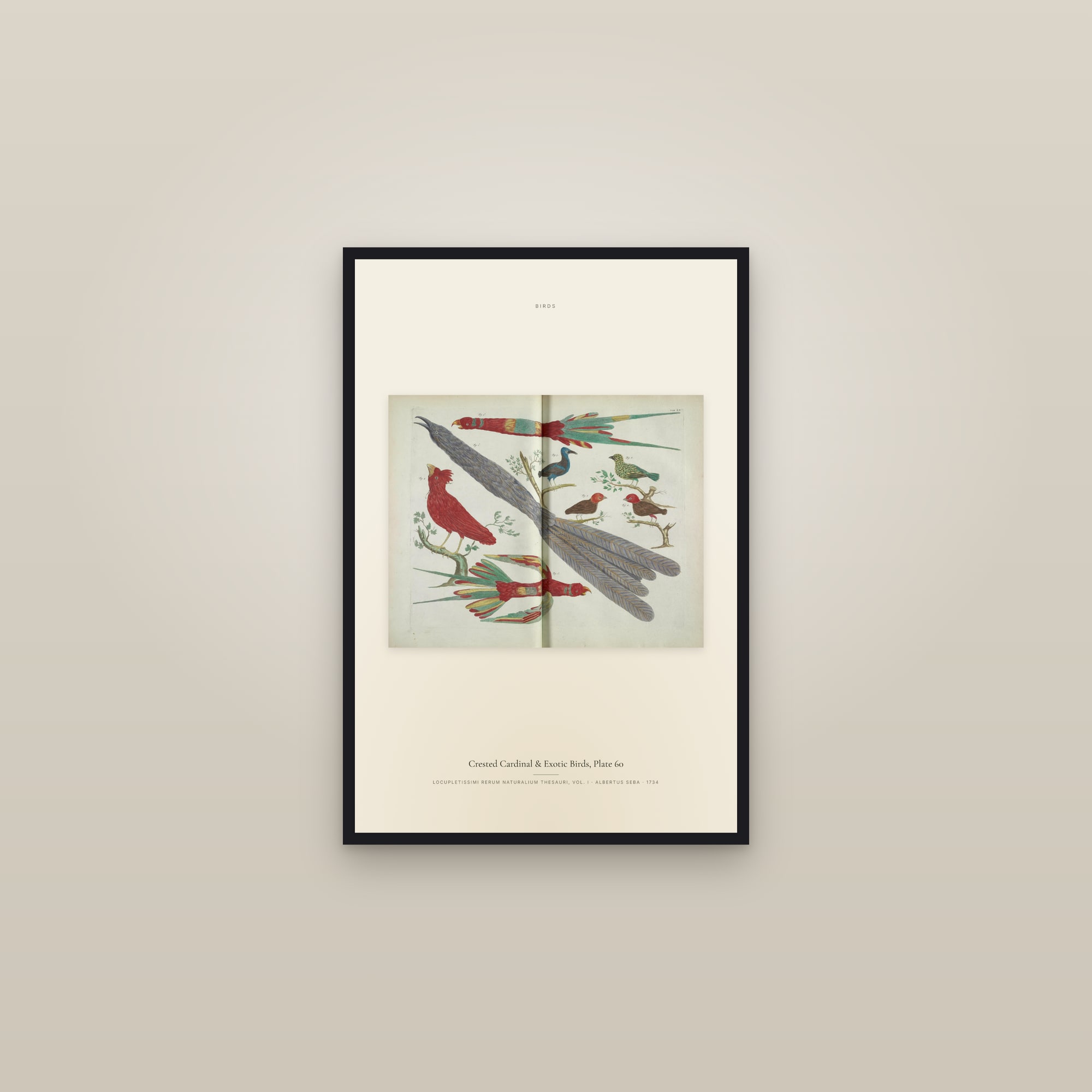 Crested Cardinal & Exotic Birds, Plate 60 — framed in a gallery setting