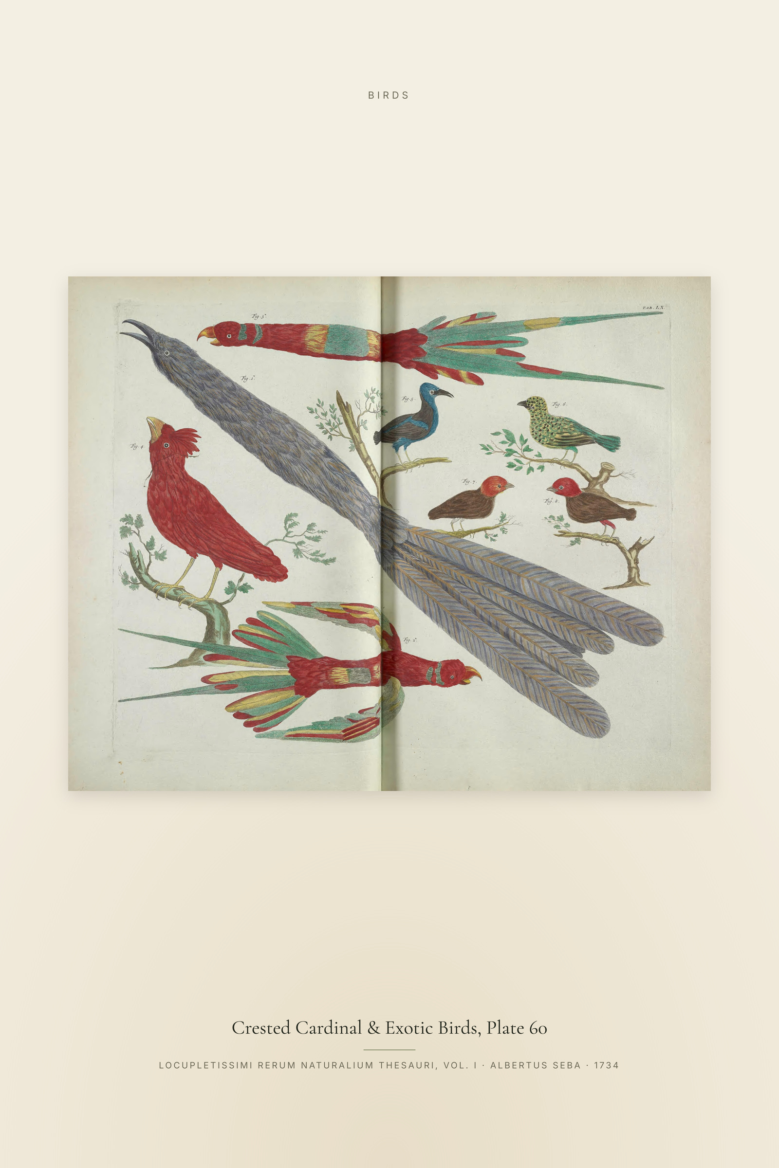 Crested Cardinal & Exotic Birds, Plate 60