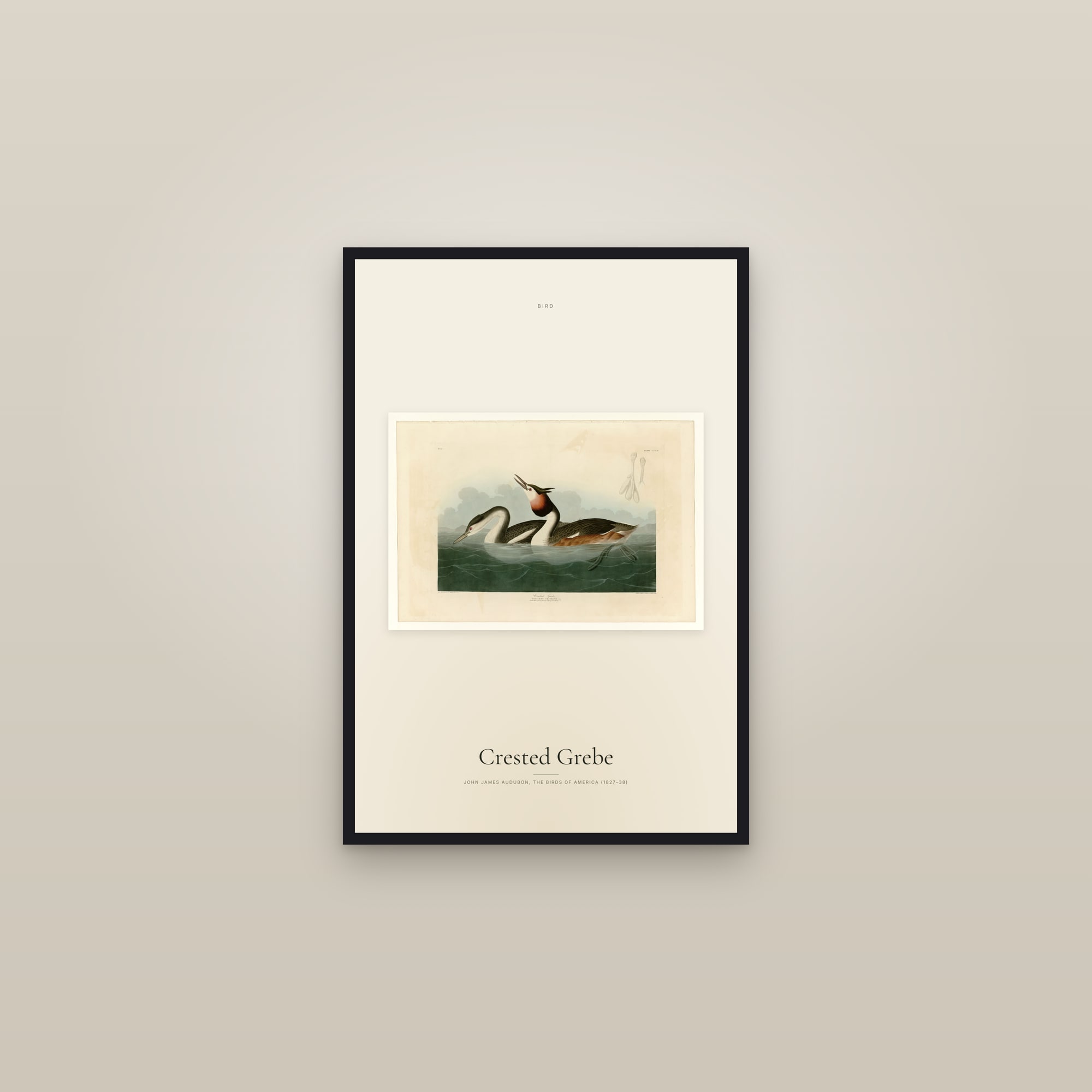 Crested Grebe — framed in a gallery setting