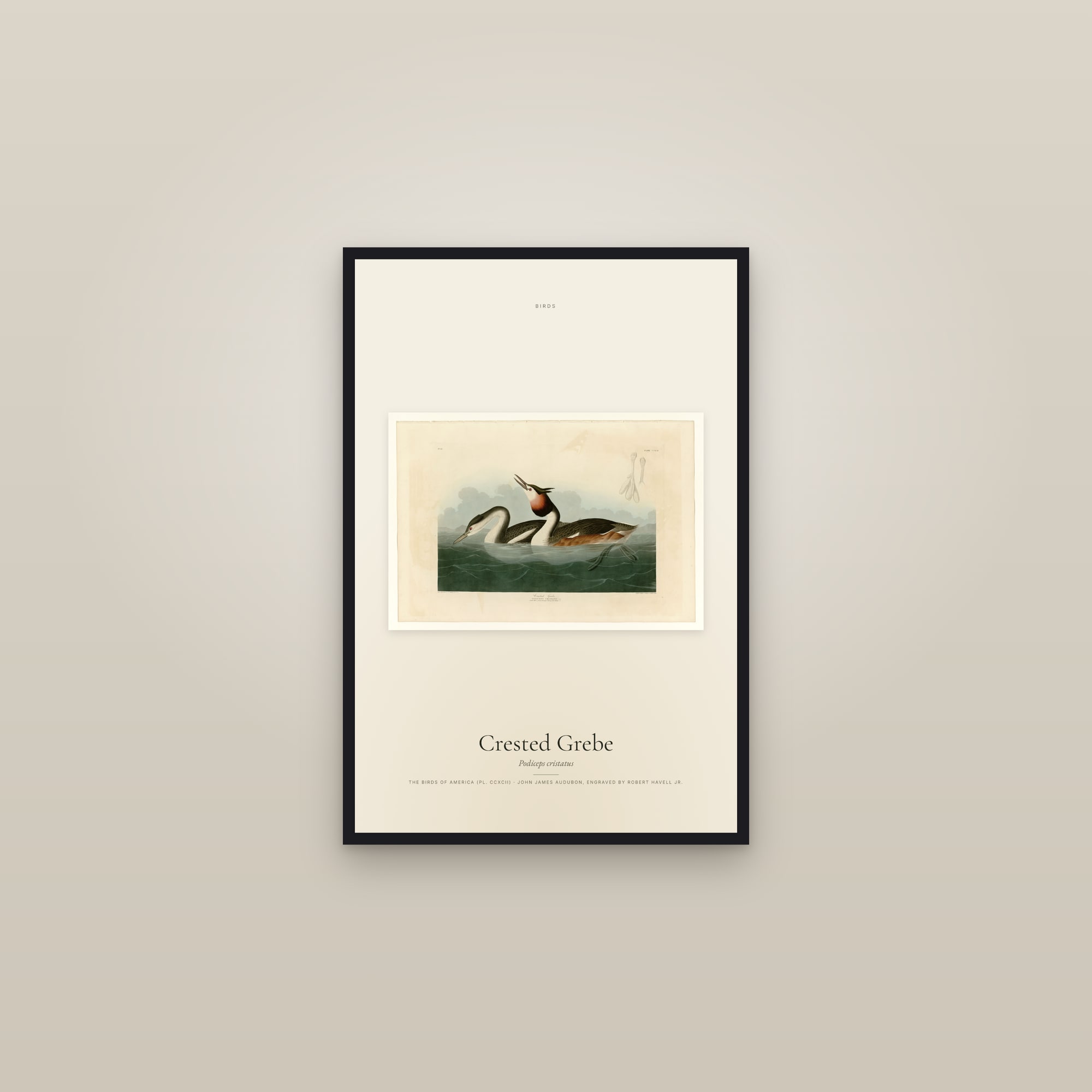 Crested Grebe — framed in a gallery setting