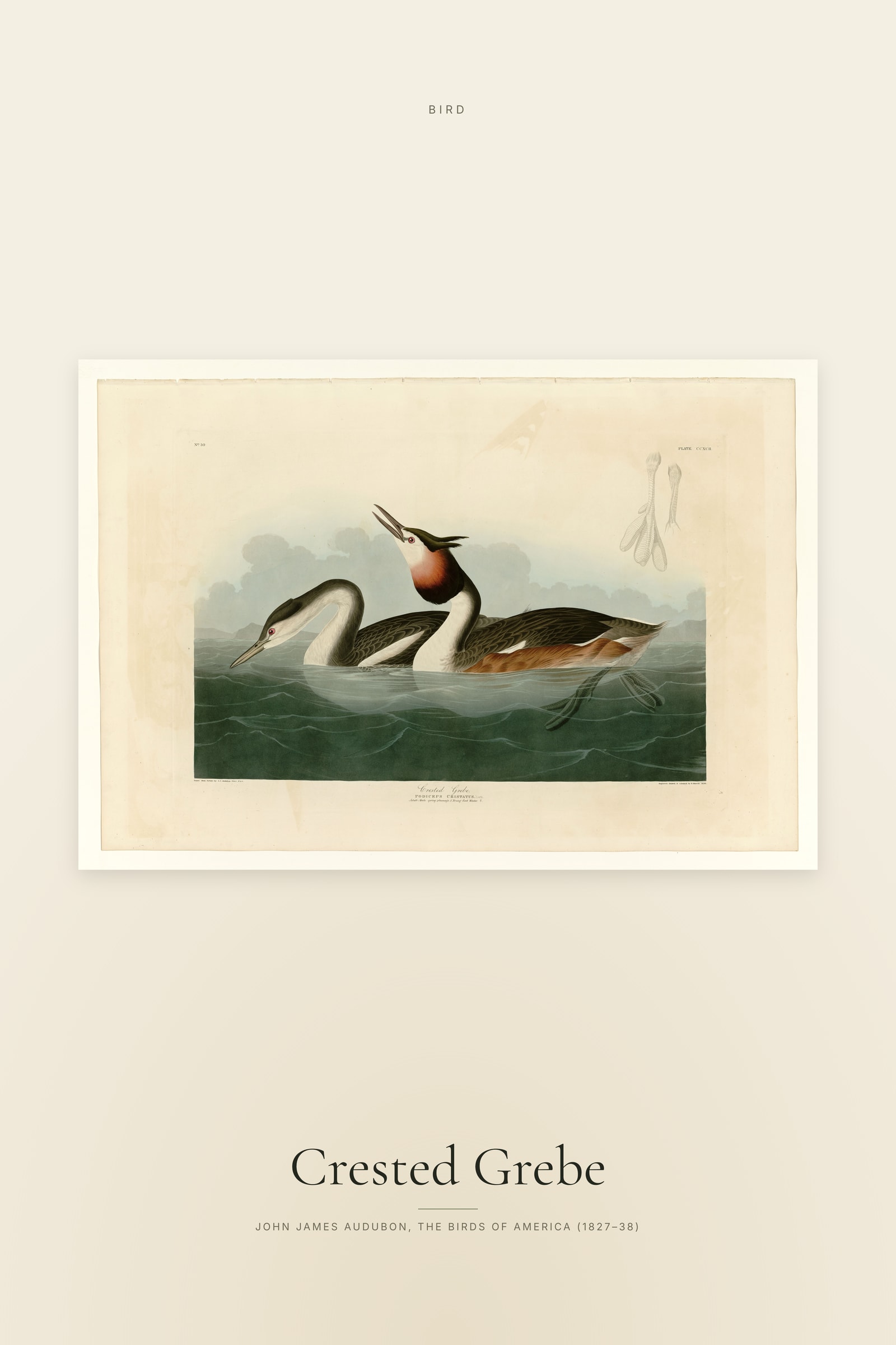 Crested Grebe
