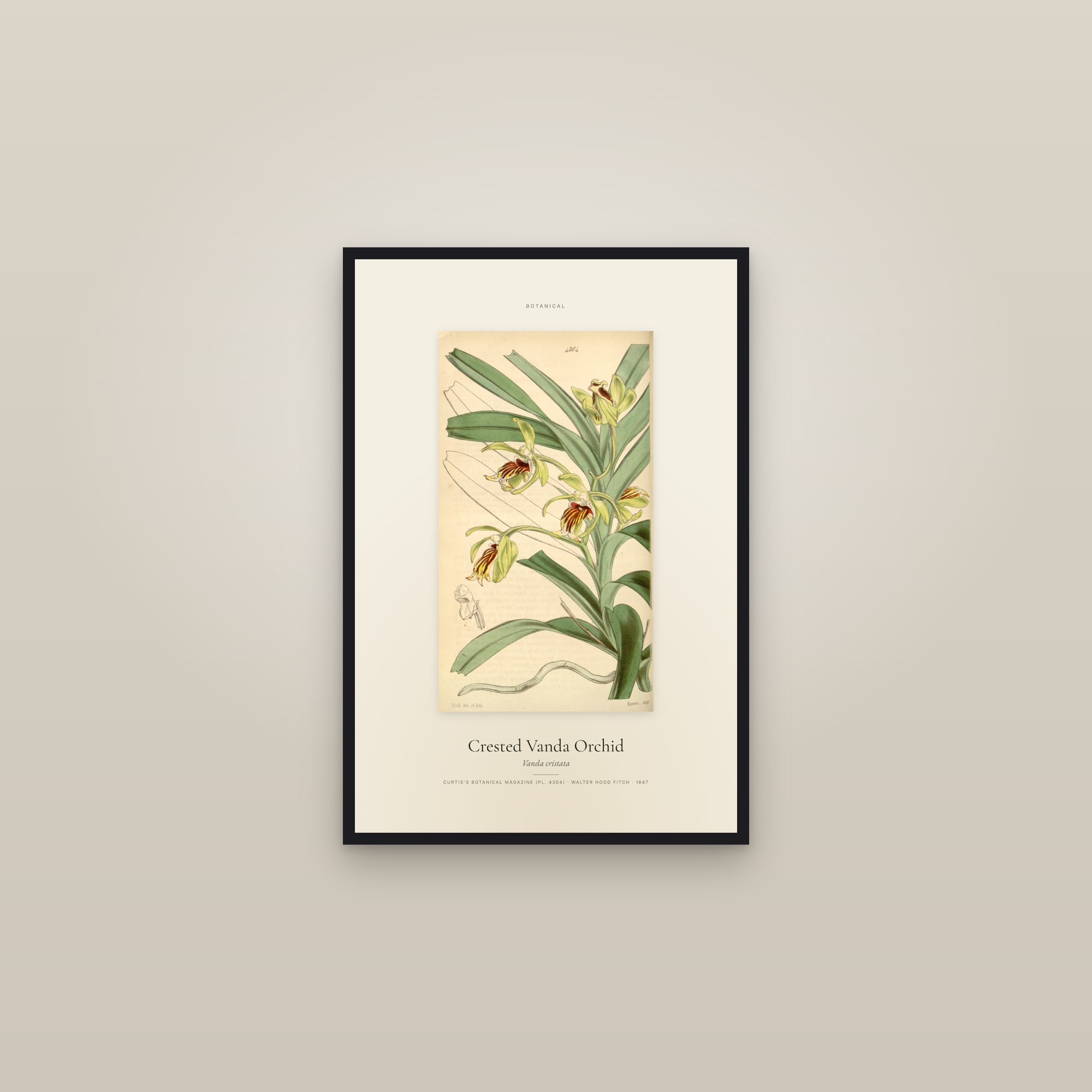 Crested Vanda Orchid — Specimen — framed in a gallery setting