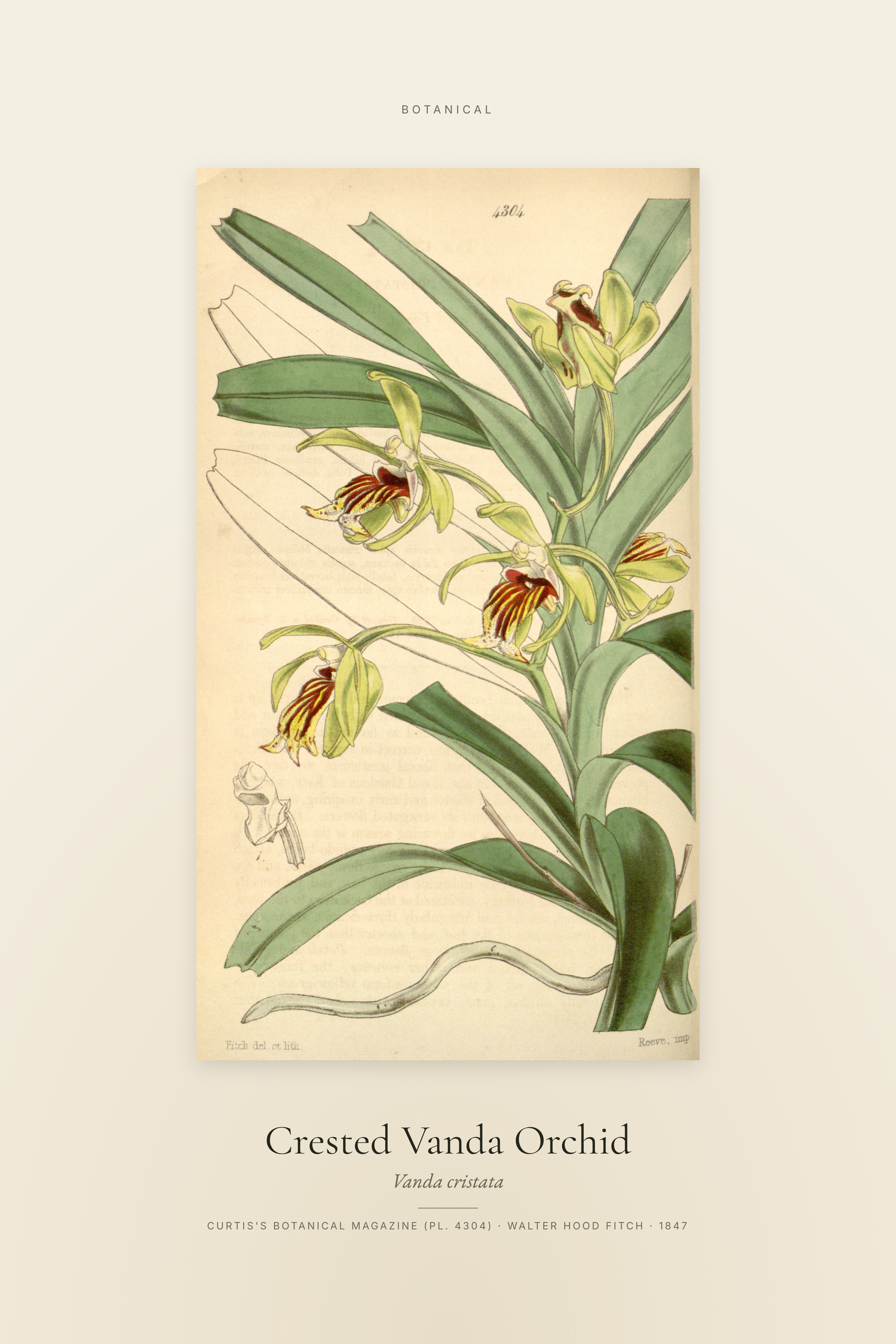 Crested Vanda Orchid — Specimen