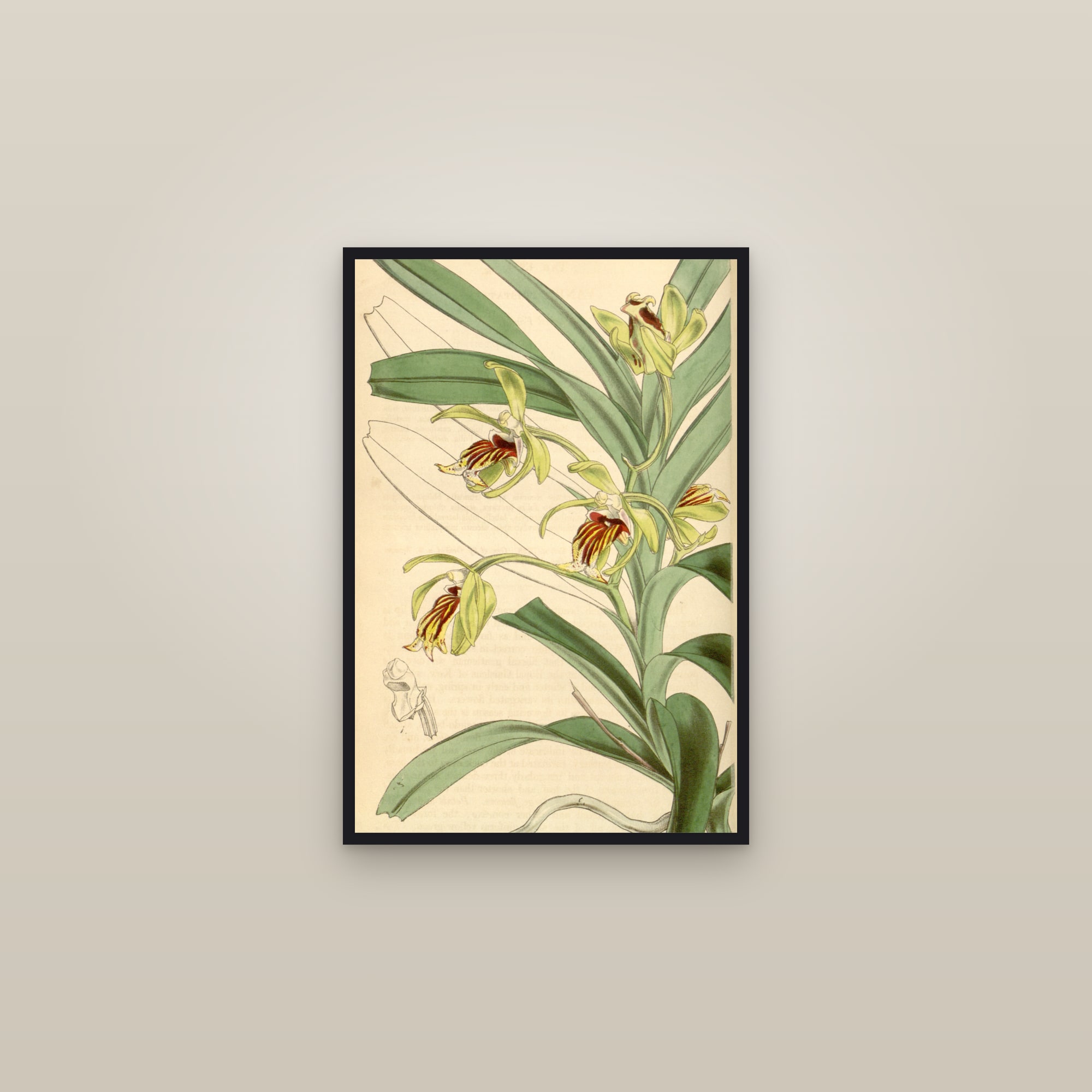 Crested Vanda Orchid — framed in a gallery setting