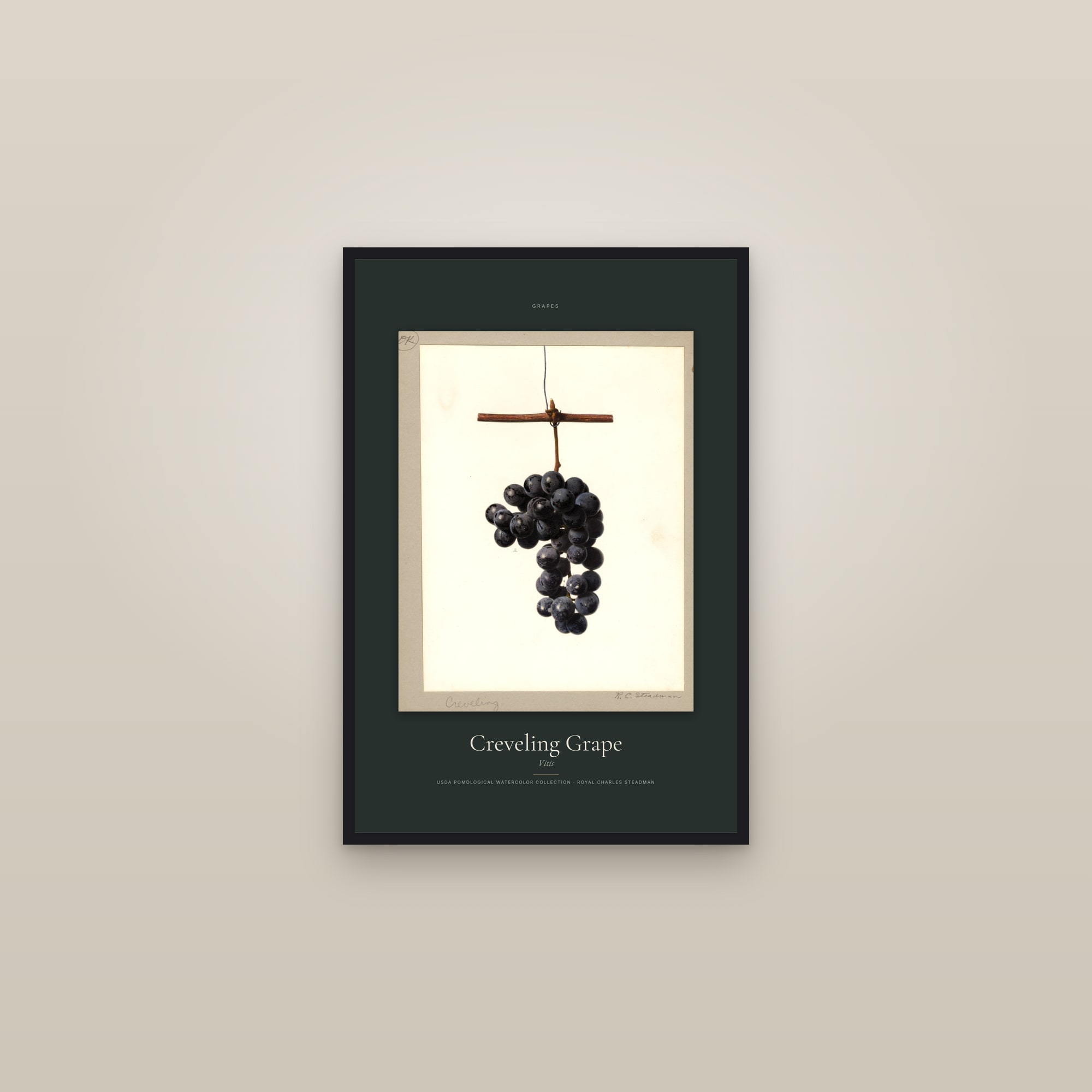 Creveling Grape — Specimen — framed in a gallery setting