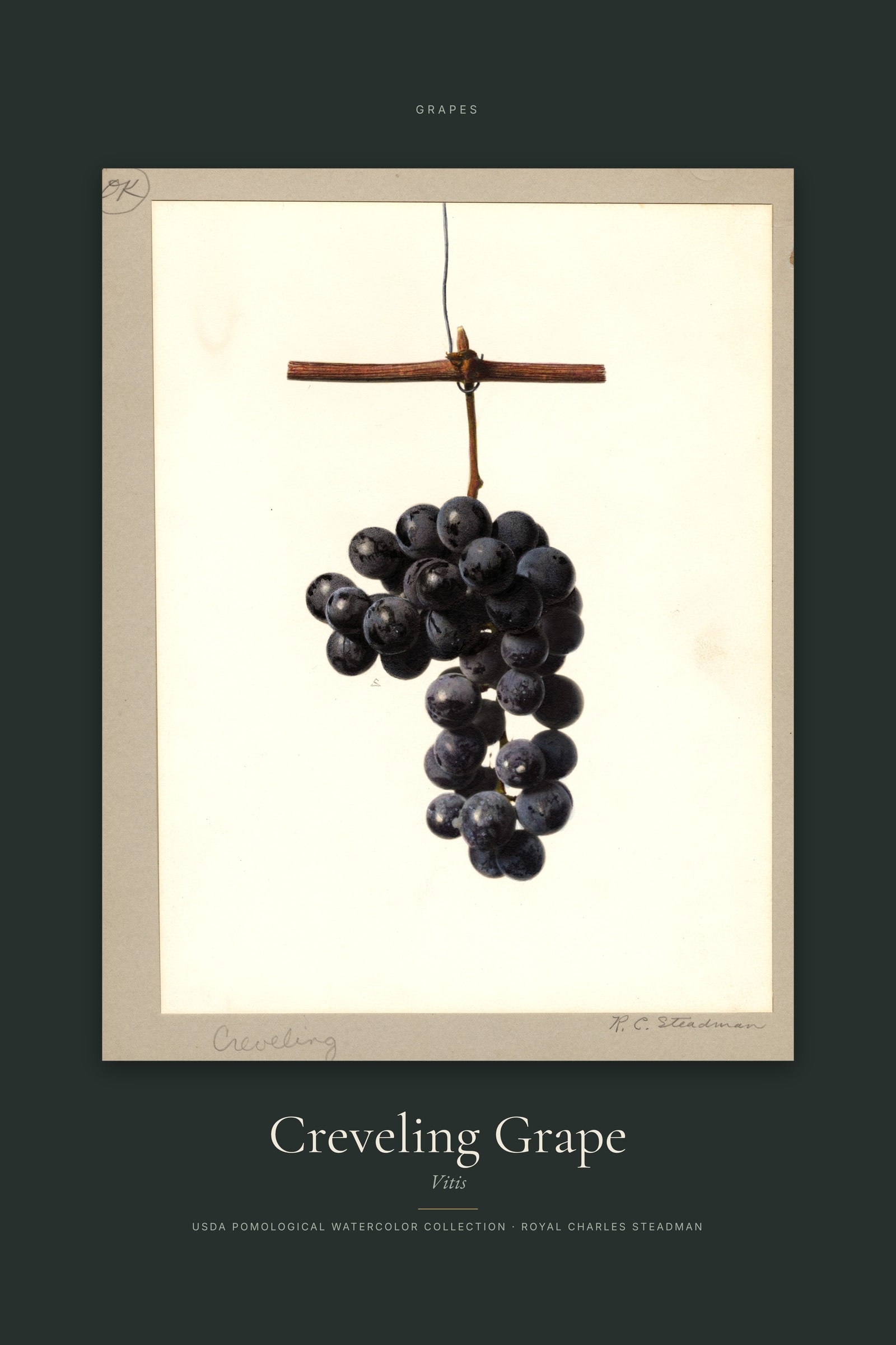 Creveling Grape — Specimen