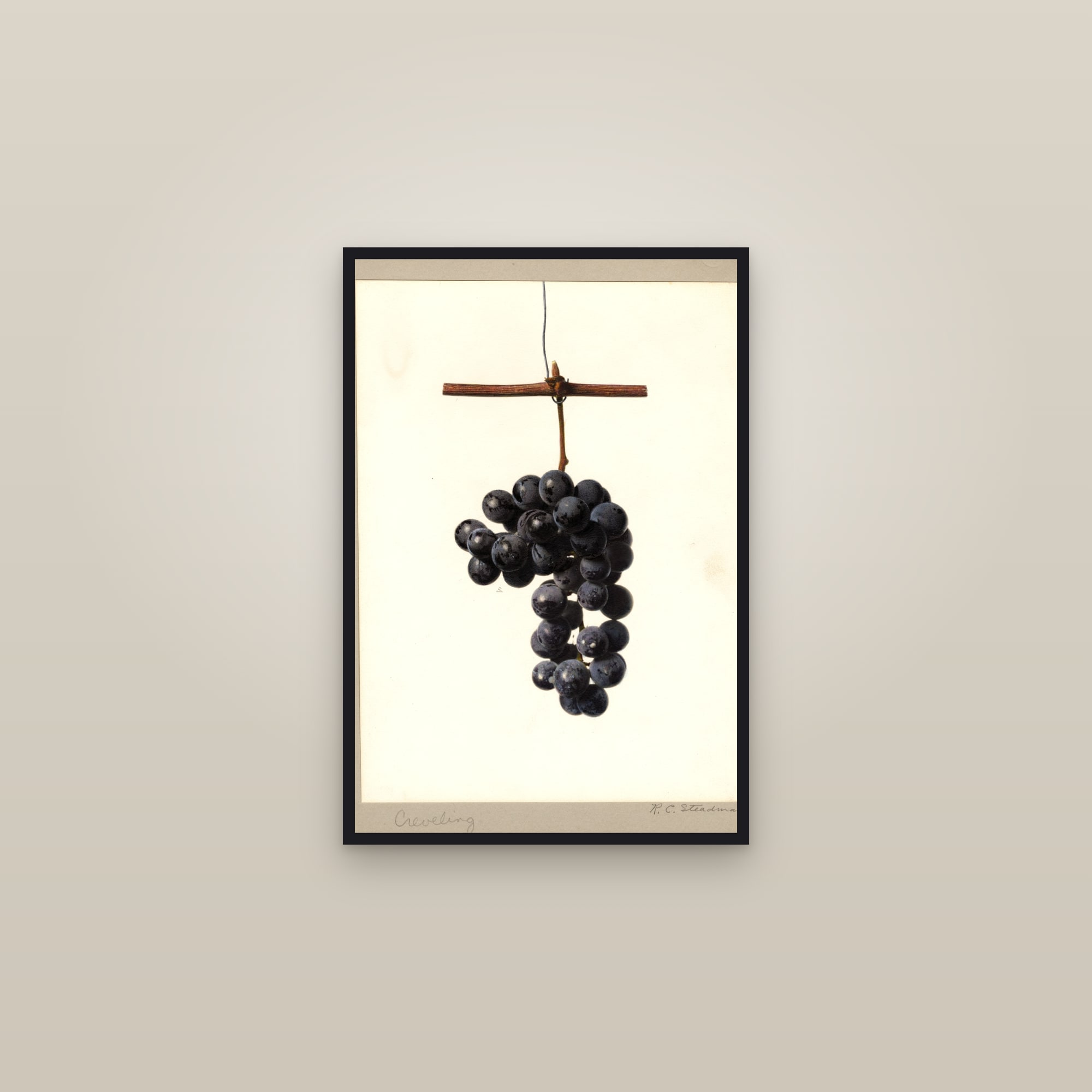 Creveling Grape — framed in a gallery setting