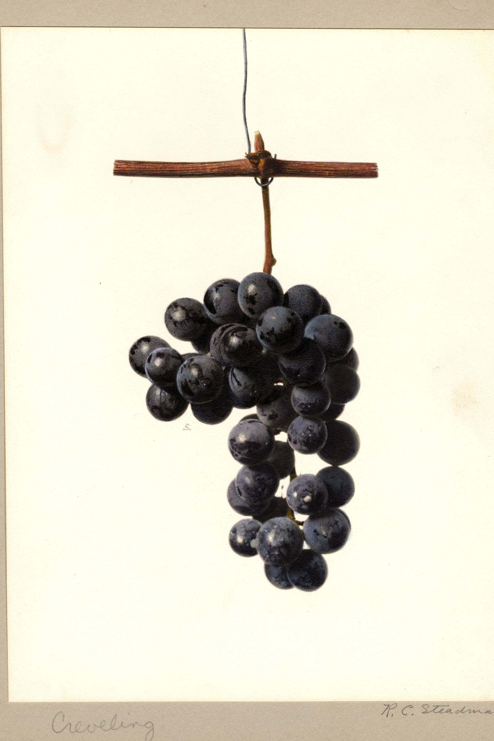 Creveling Grape
