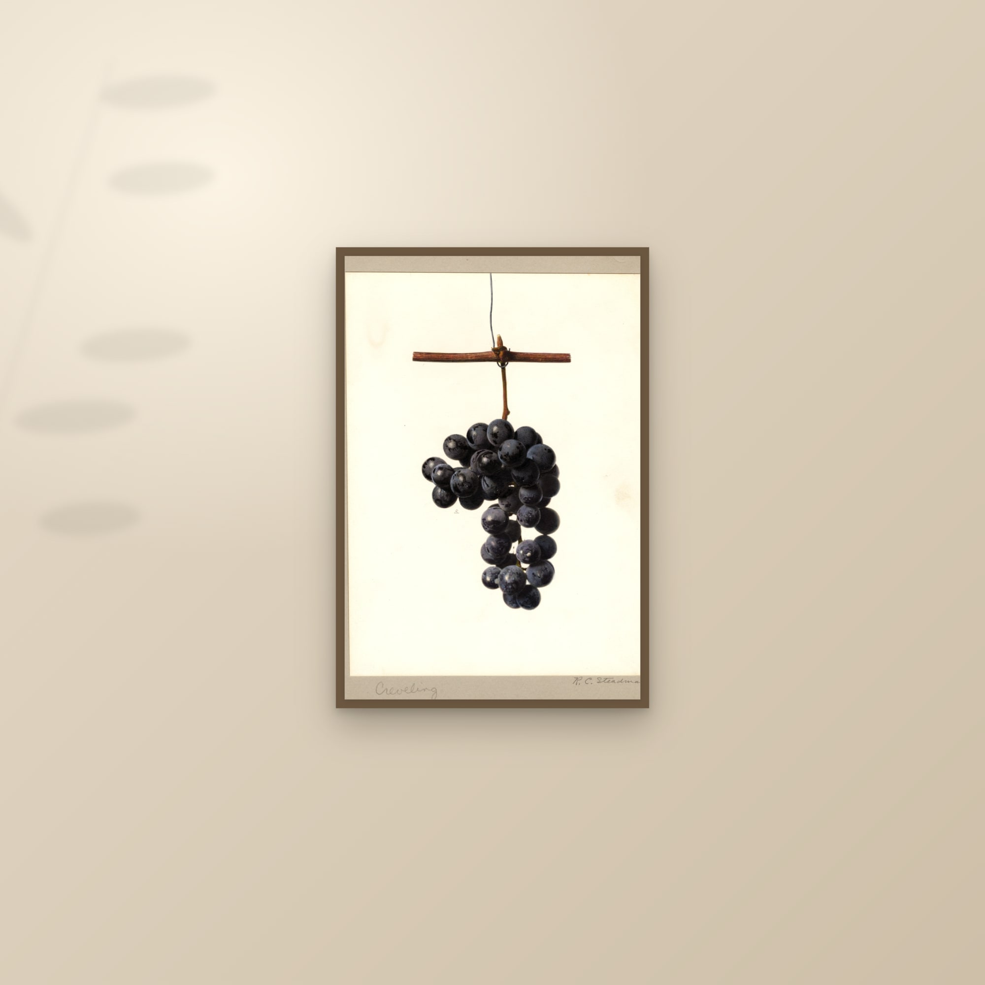 Creveling Grape — framed and styled on a sunlit wall