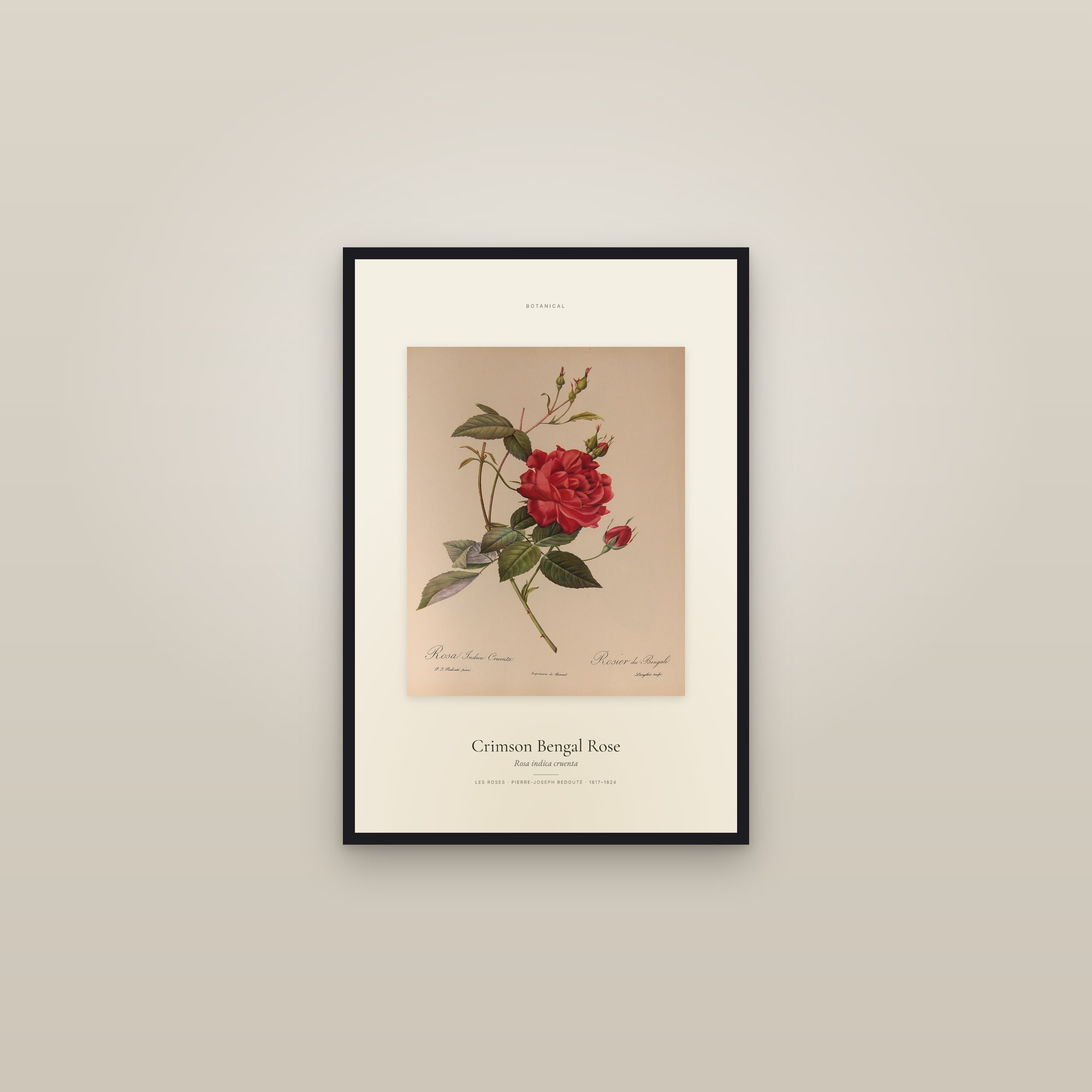 Crimson Bengal Rose — Specimen — framed in a gallery setting