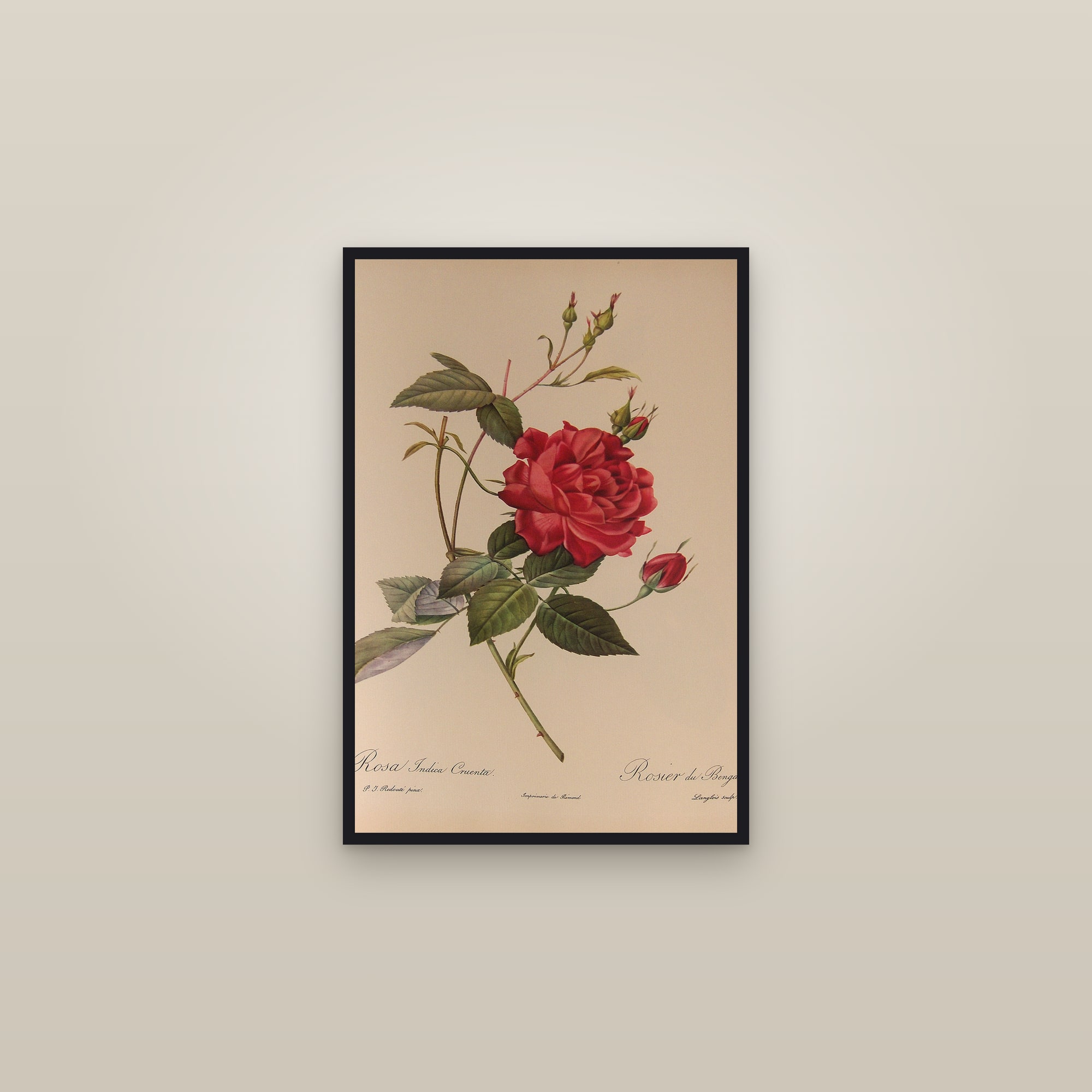 Crimson Bengal Rose — framed in a gallery setting