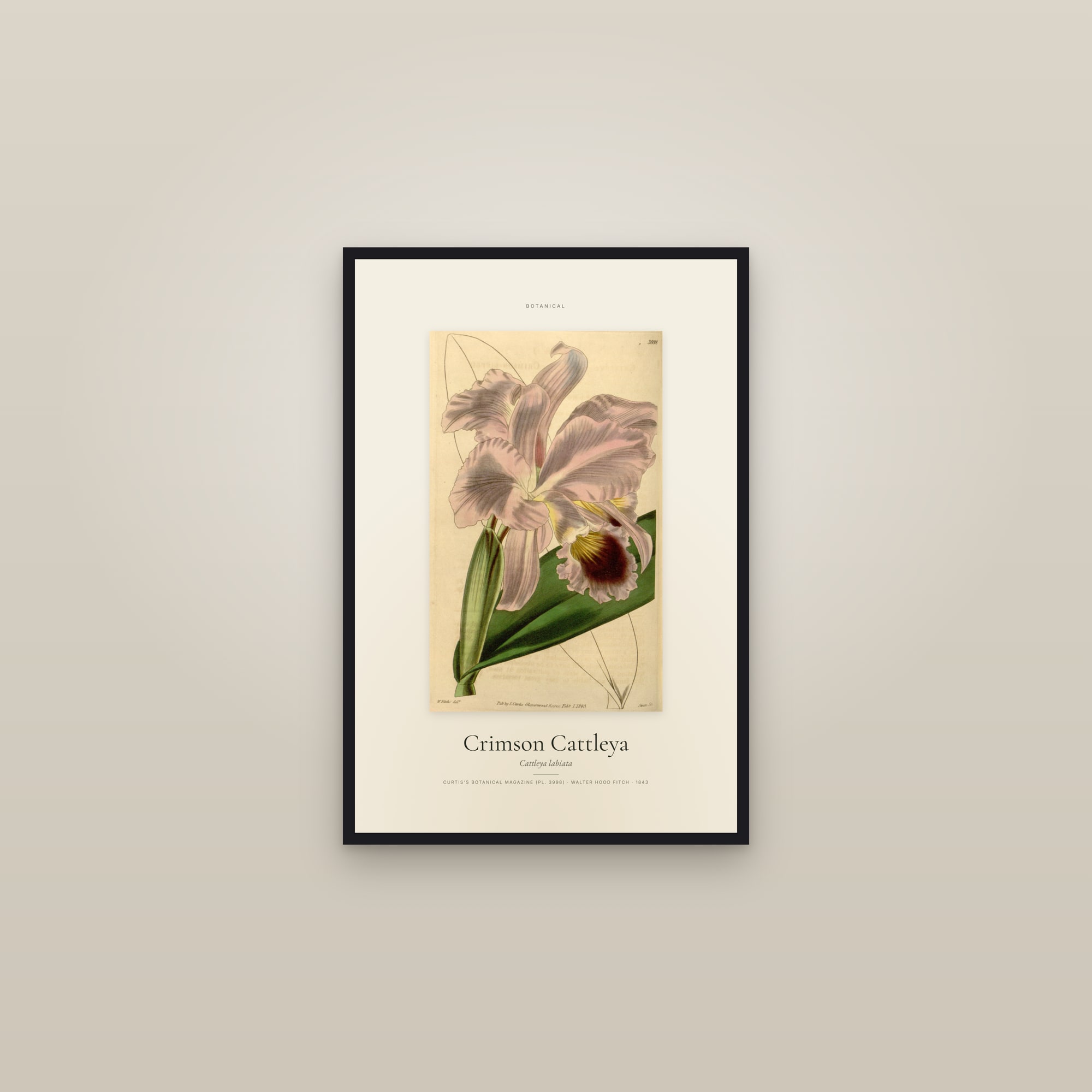 Crimson Cattleya — Specimen — framed in a gallery setting