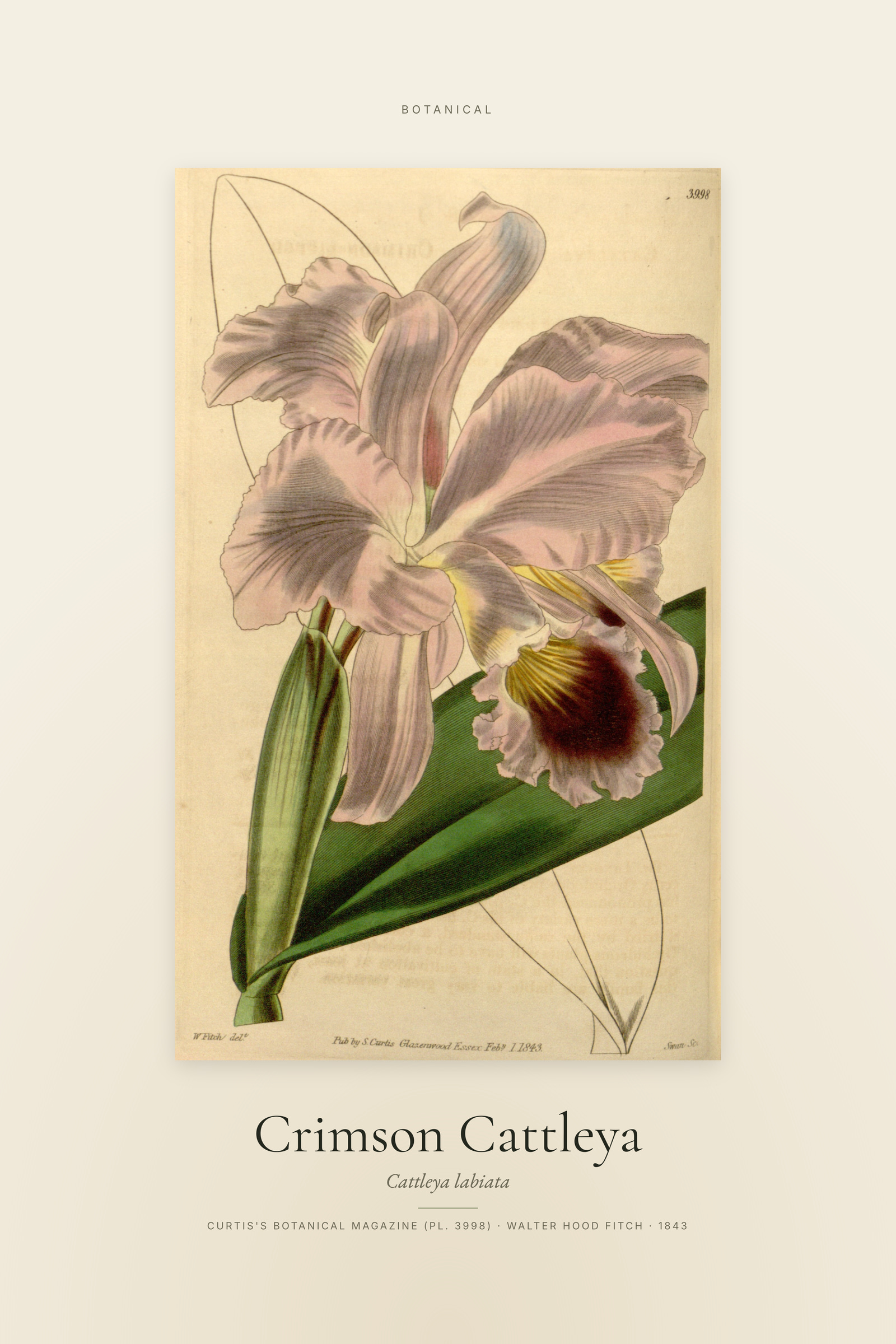 Crimson Cattleya — Specimen