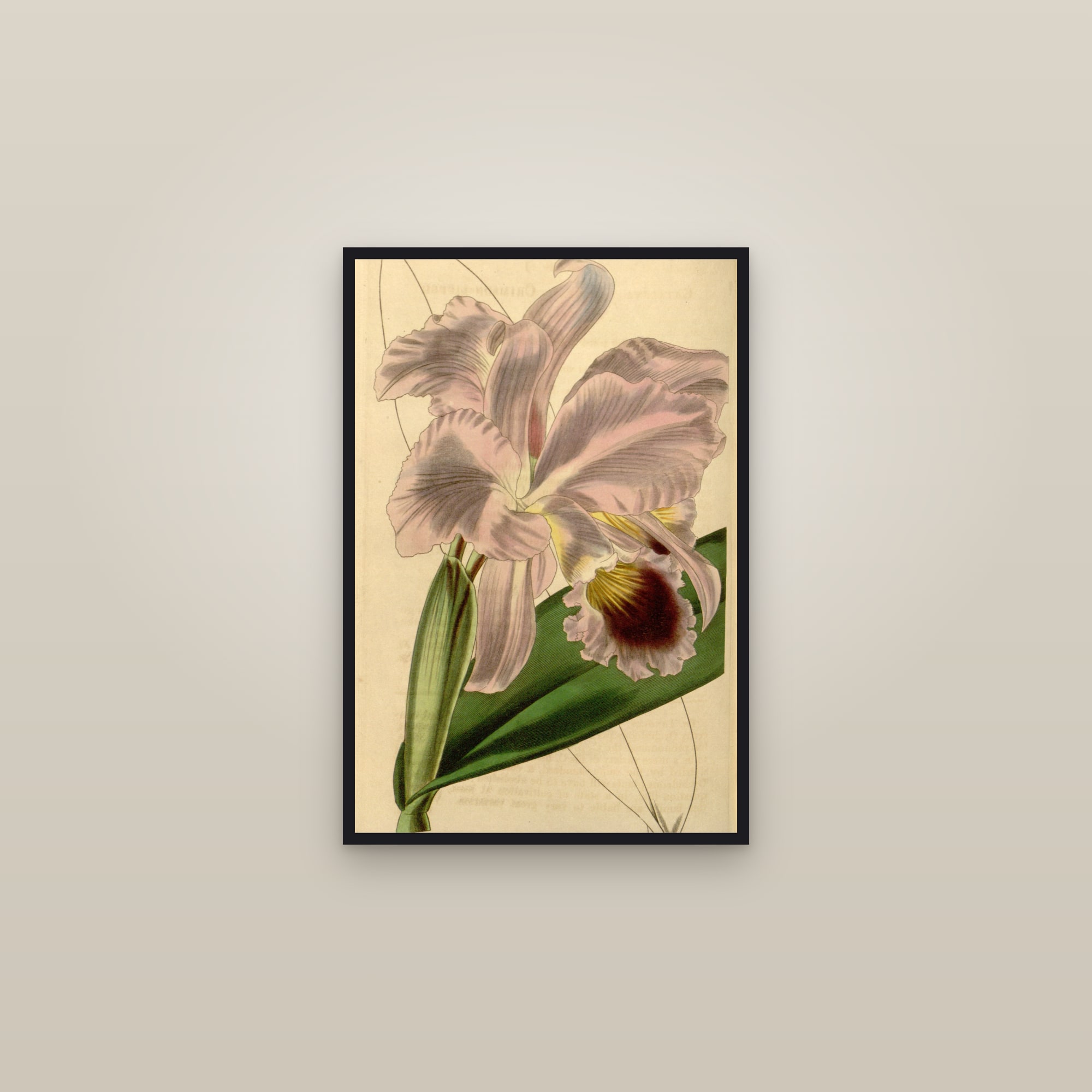 Crimson Cattleya — framed in a gallery setting
