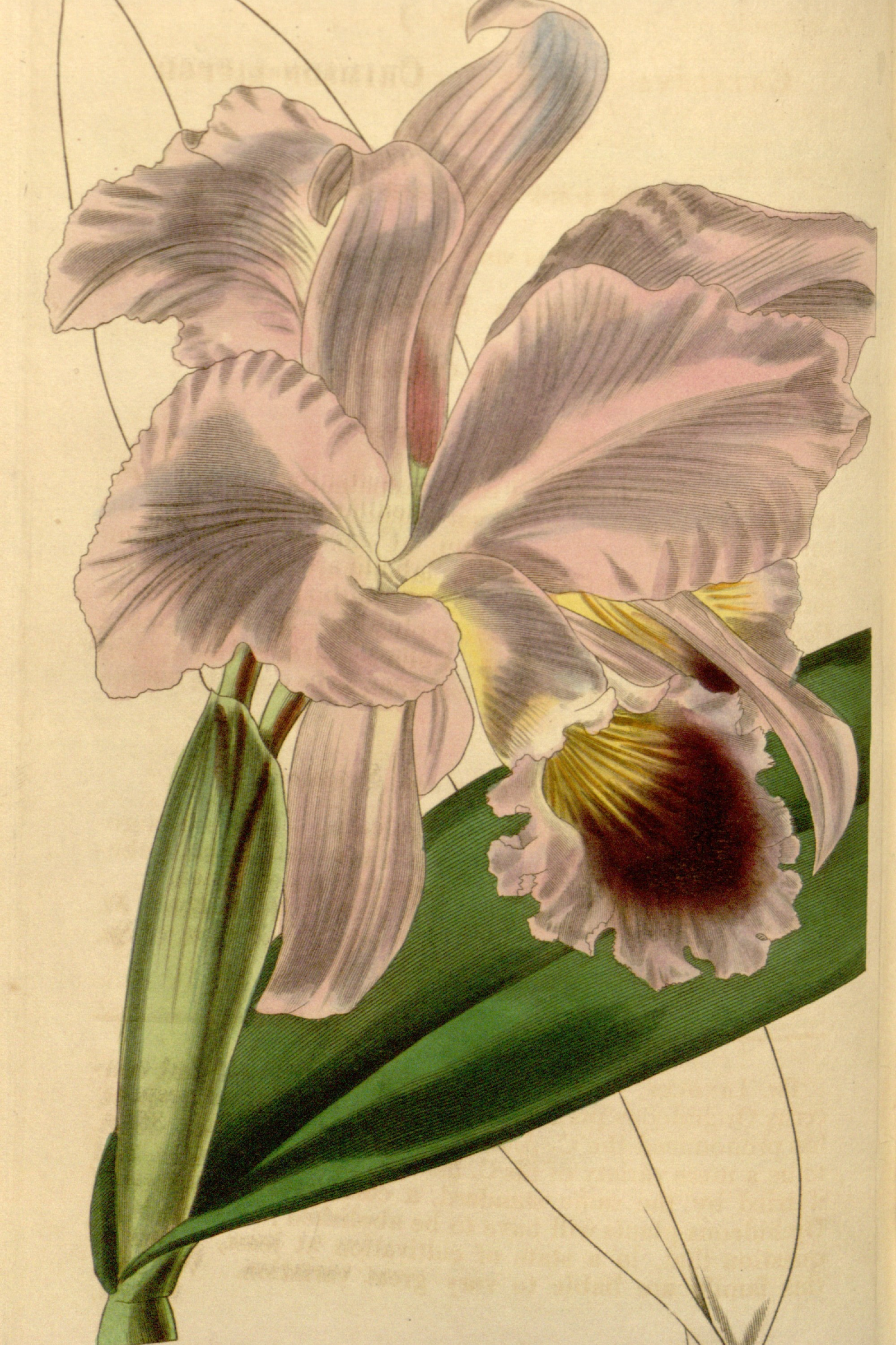 Crimson Cattleya